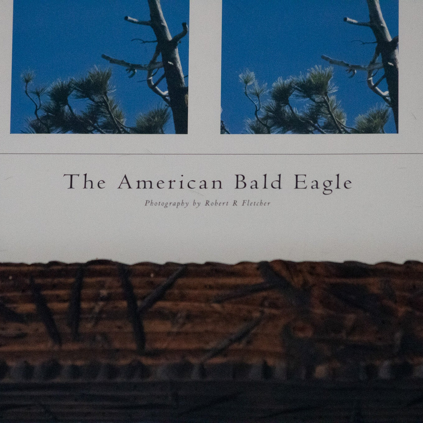 Framed American Bald Eagle Print by Robert R. Fletcher – Panoramic Wildlife Wall Art Rustic Wood Frame