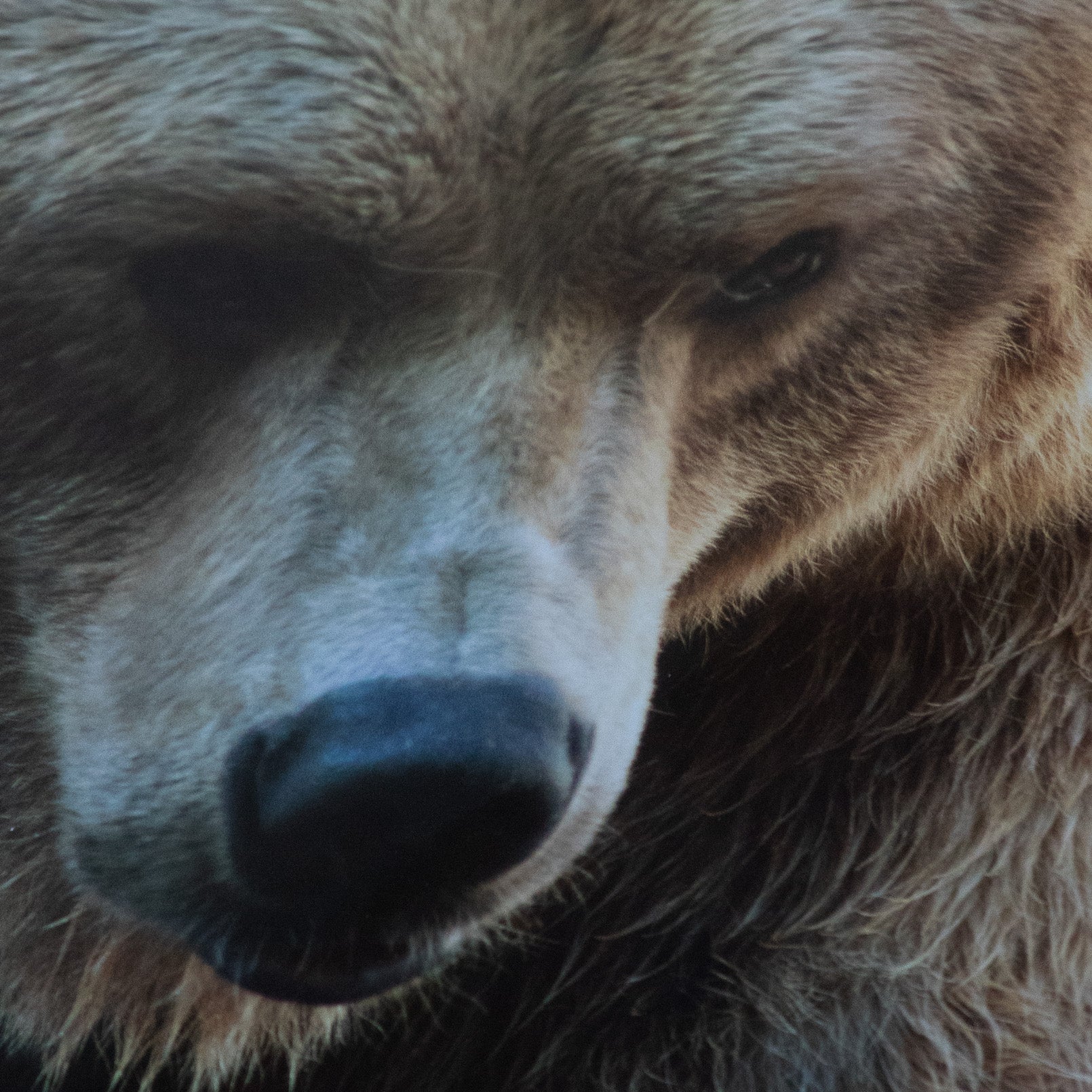 Original Alaskan Grizzly Bear Photo with Custom Log Frame