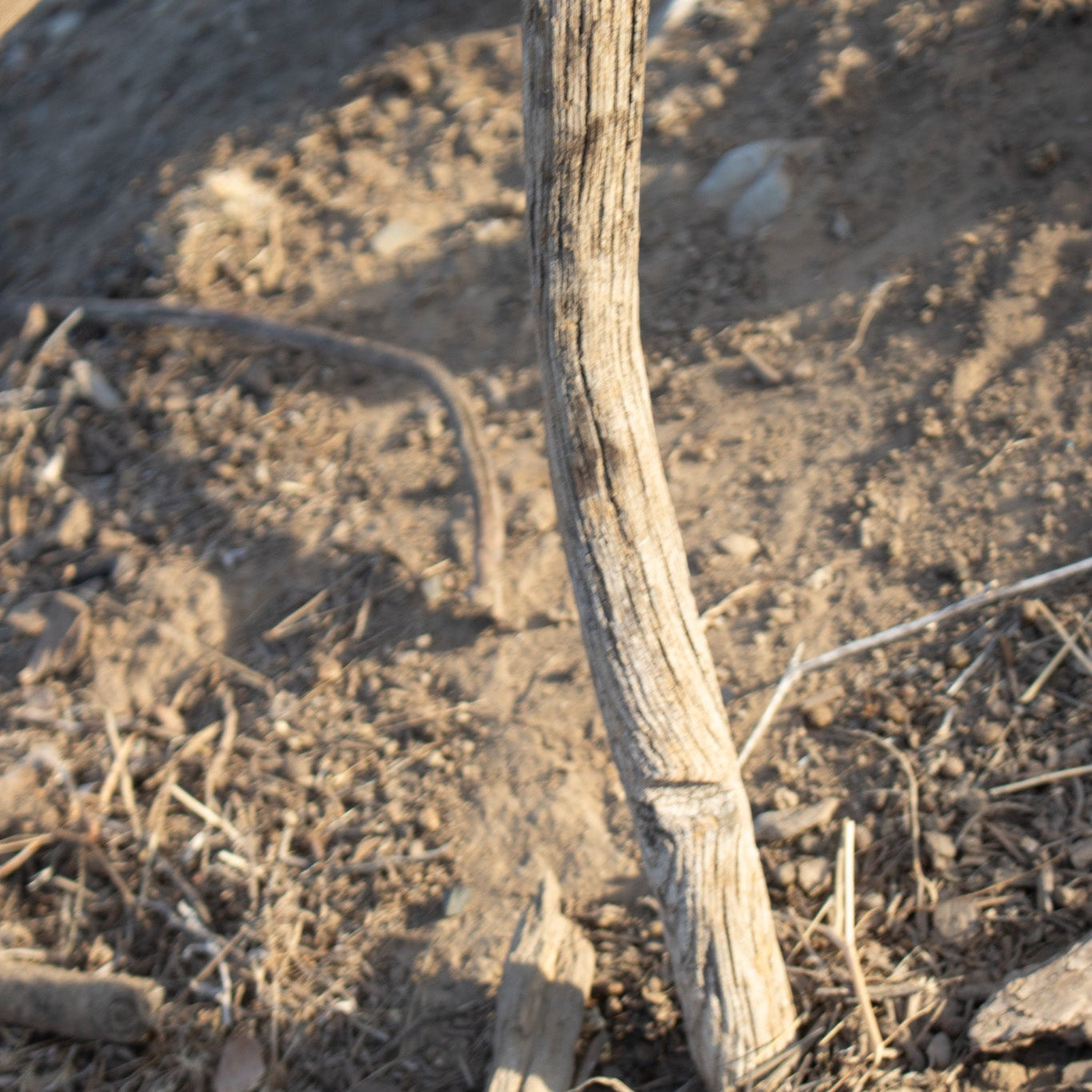 1900's Scythe Hay Sickle Farm Tool