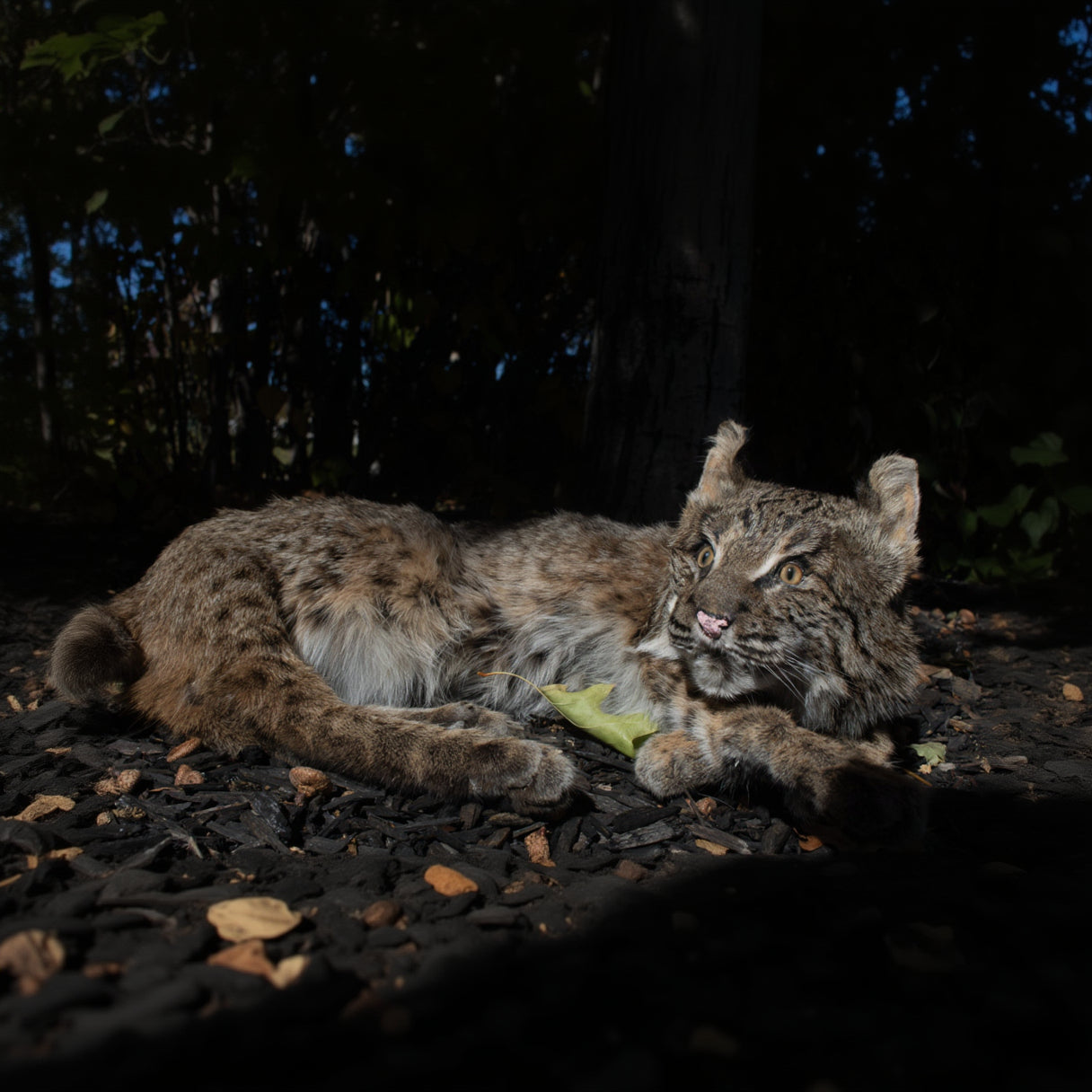Vintage Bobcat Taxidermy poses in a Casual lying position