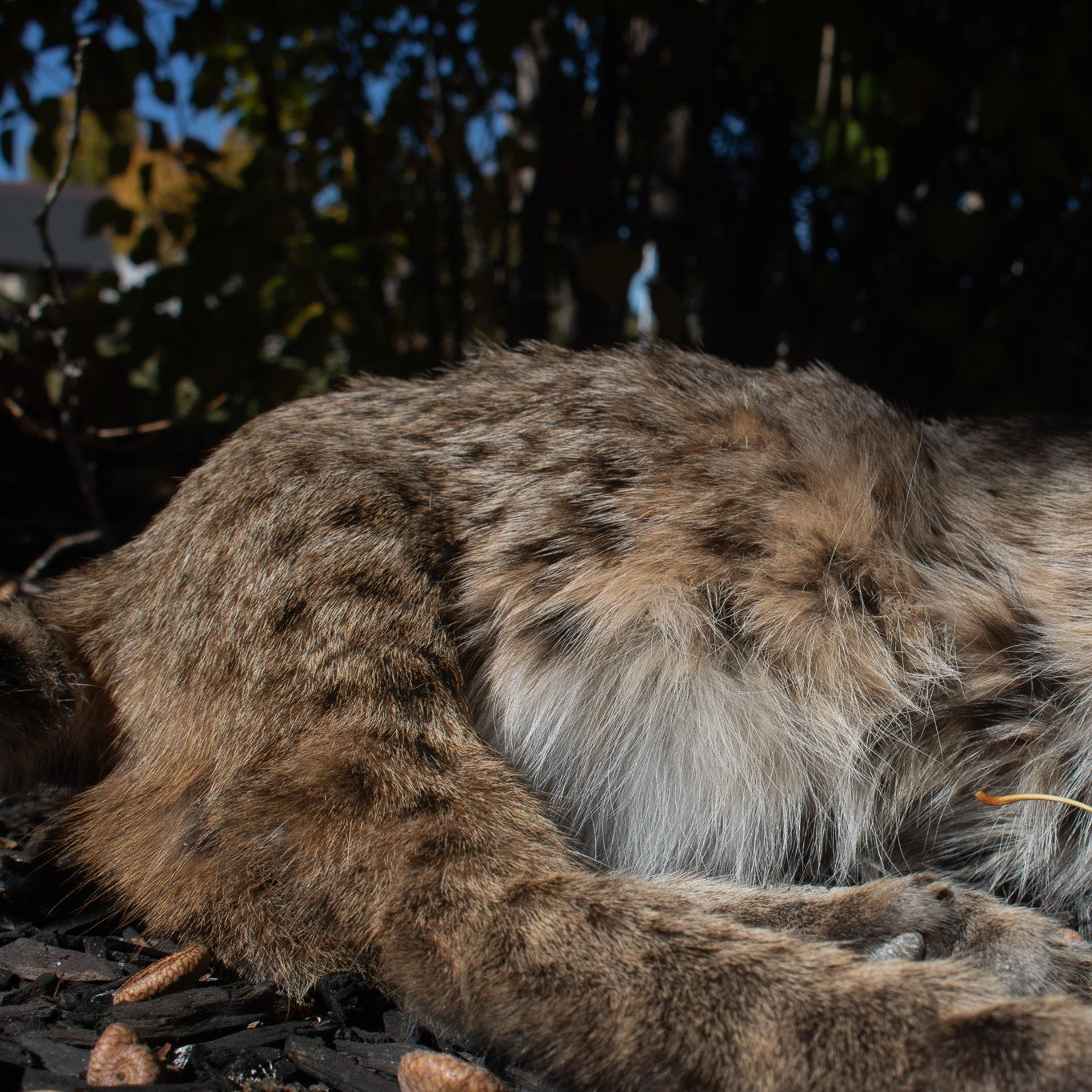 Vintage Bobcat Taxidermy poses in a Casual lying position