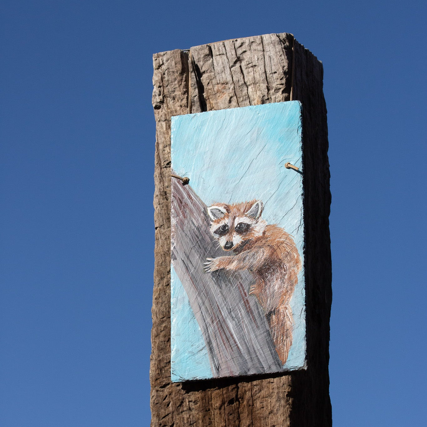 Metal Sign Painting of Racoon Artist A.S.C. Def Carmen Black's