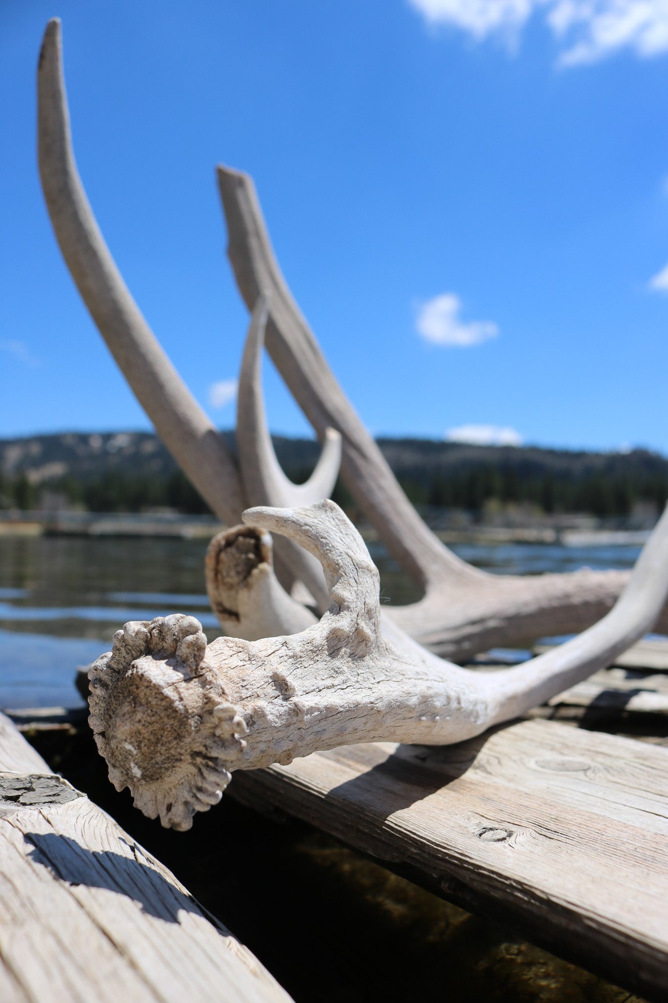 Weathered Fallen Deer Naturally Shed Deer Antlers