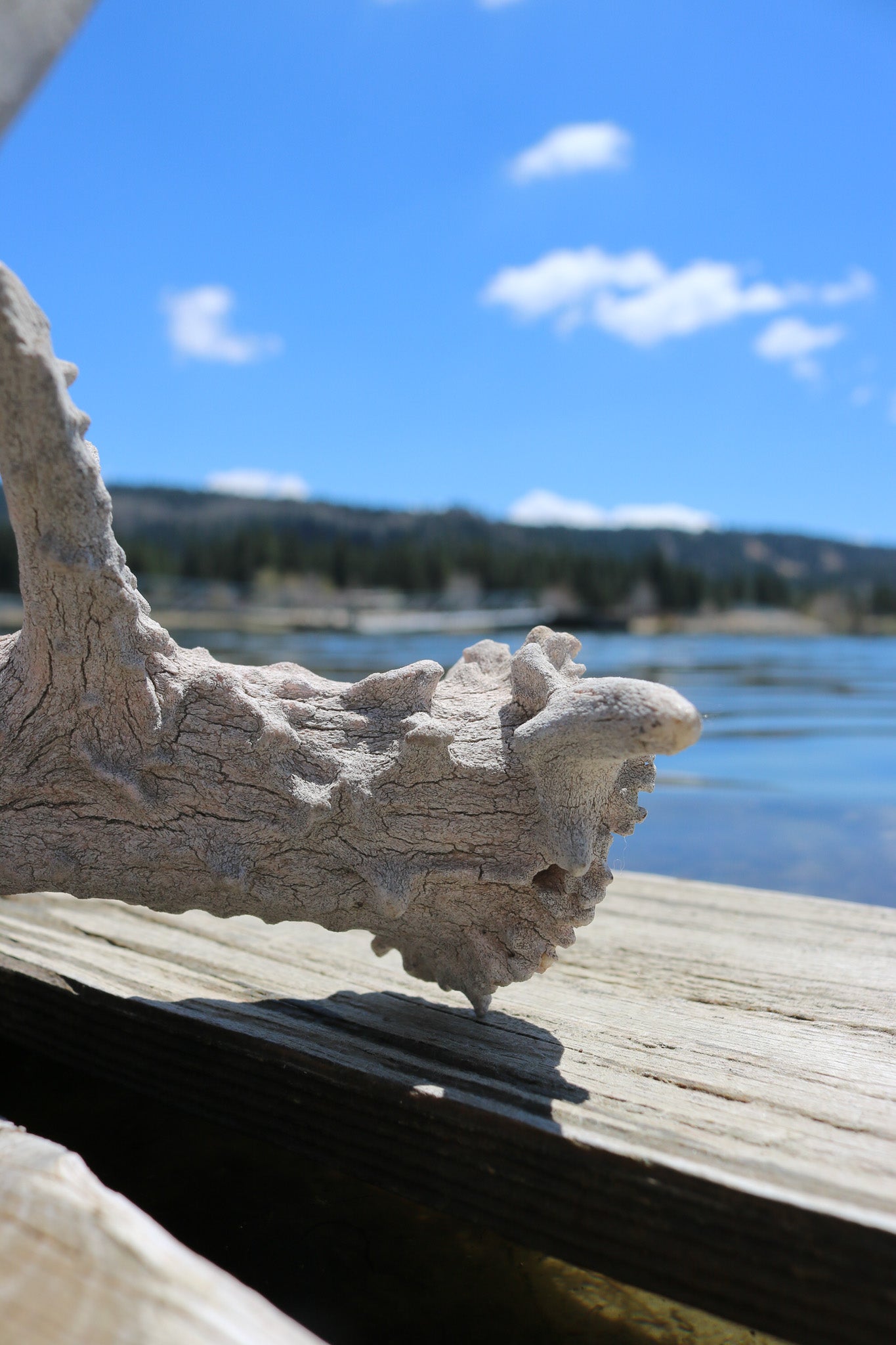 Weathered Fallen Deer Naturally Shed Deer Antlers
