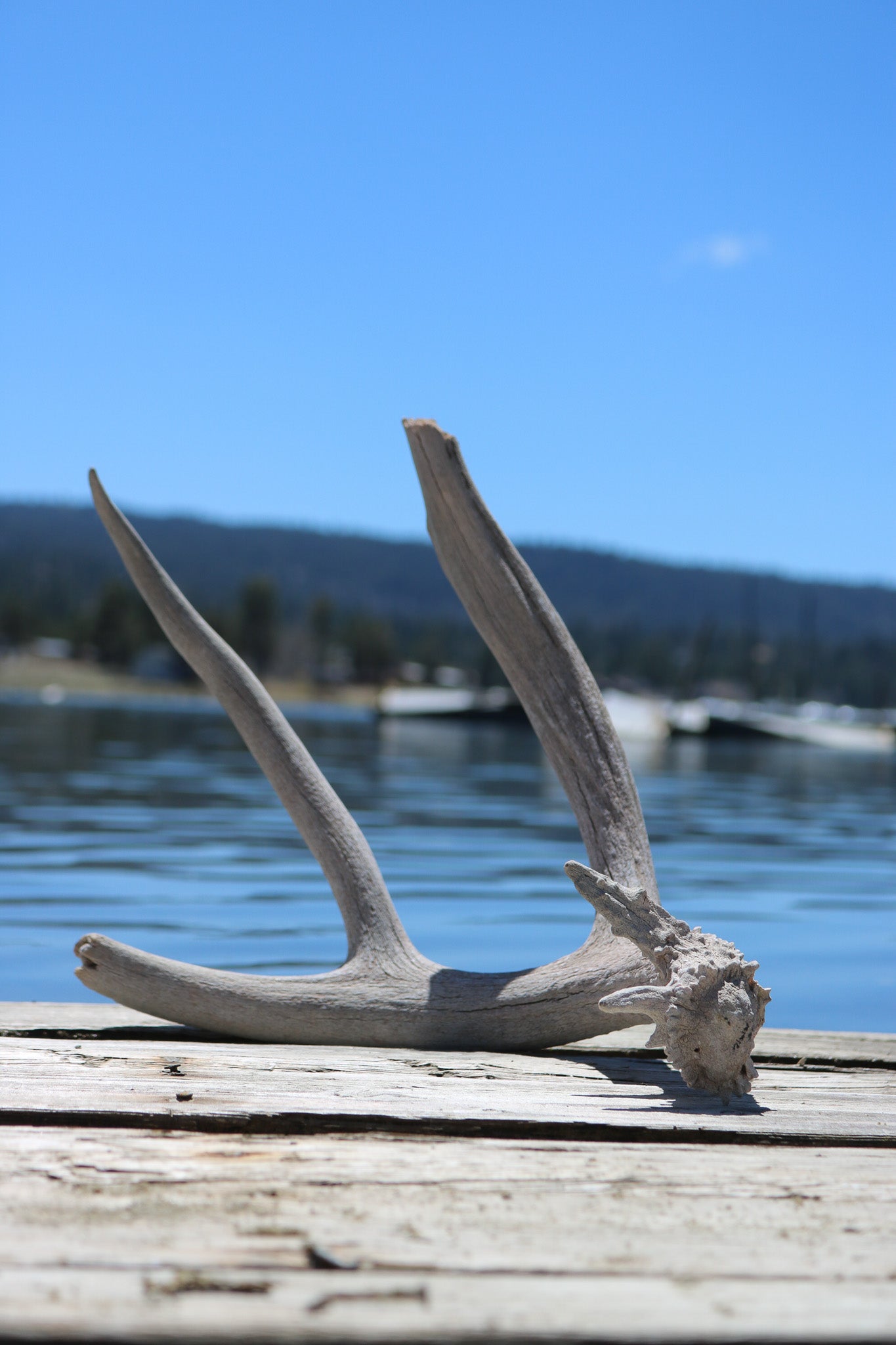 Weathered Fallen Deer Naturally Shed Deer Antlers