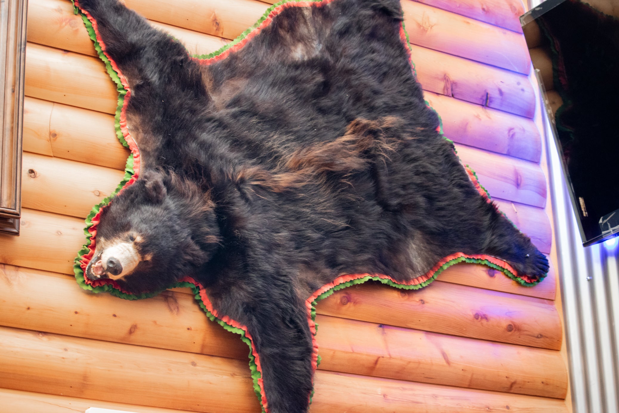 Authentic Vintage Brown Bear Skin Rug