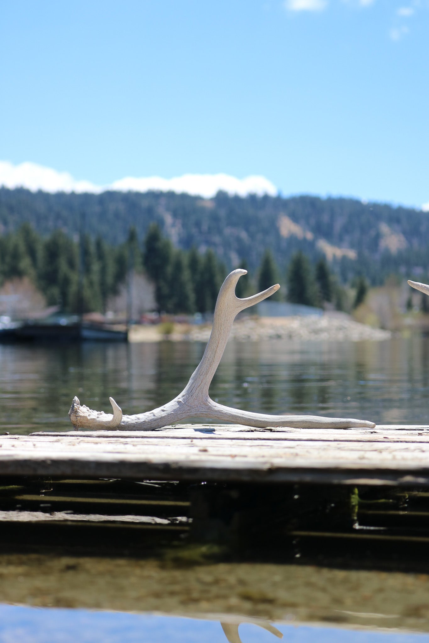 Weathered Fallen Deer Naturally Shed Deer Antlers