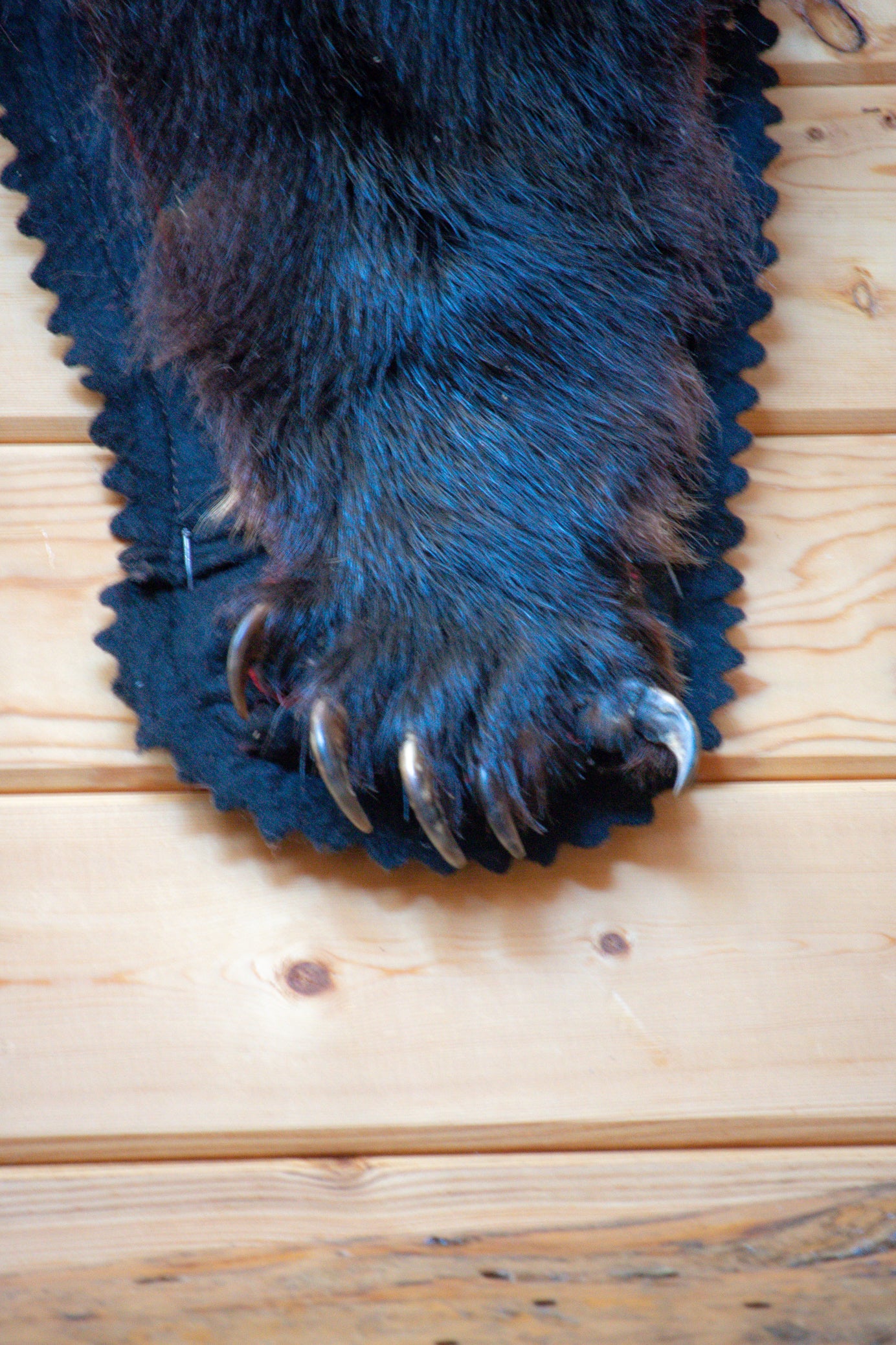 Genuine Black Bear Rug Skin