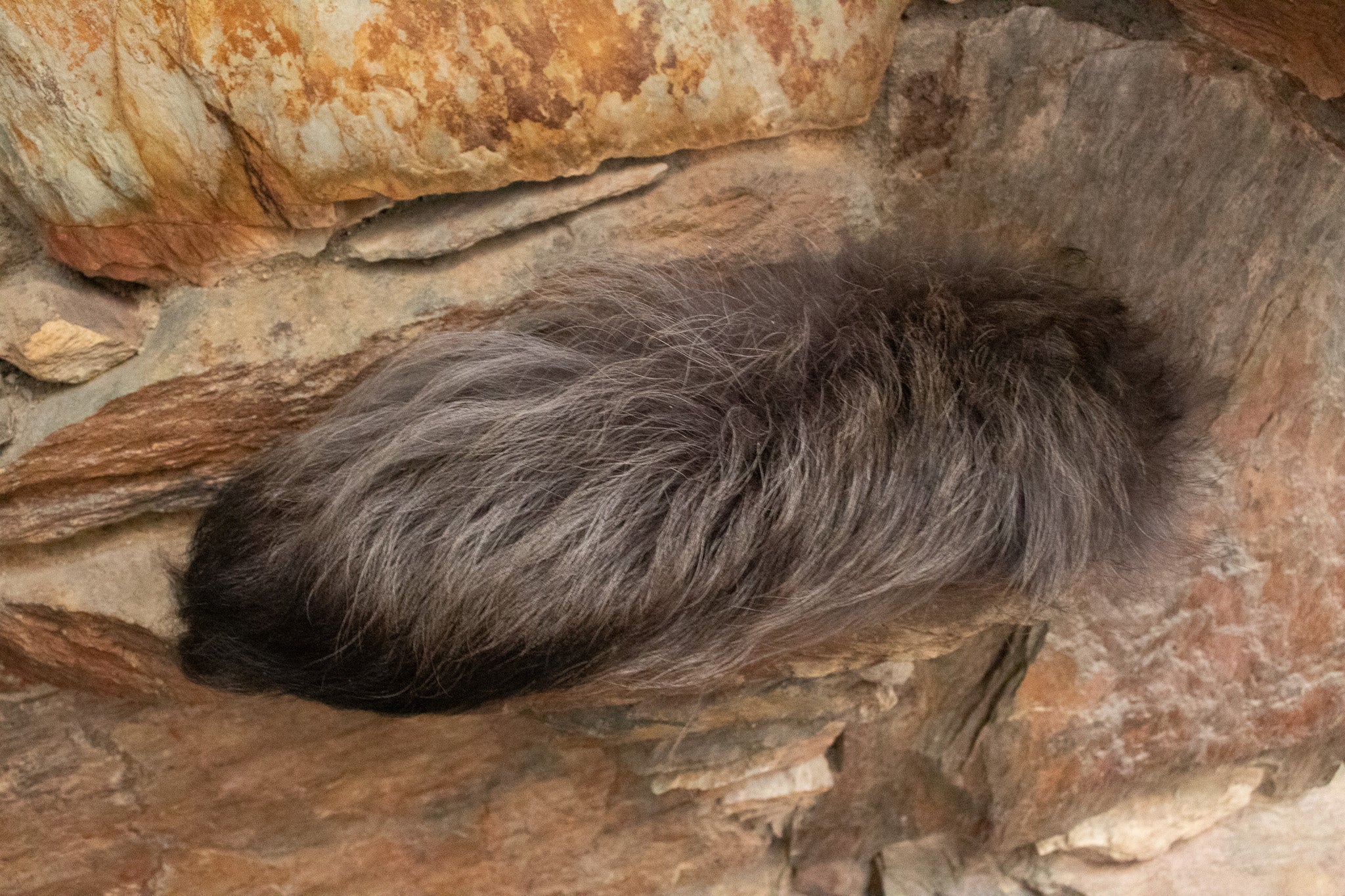 Premium Fox Tail Accessory