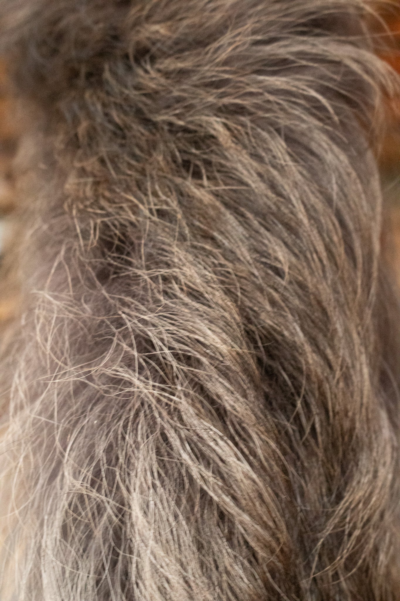 Premium Fox Tail Accessory