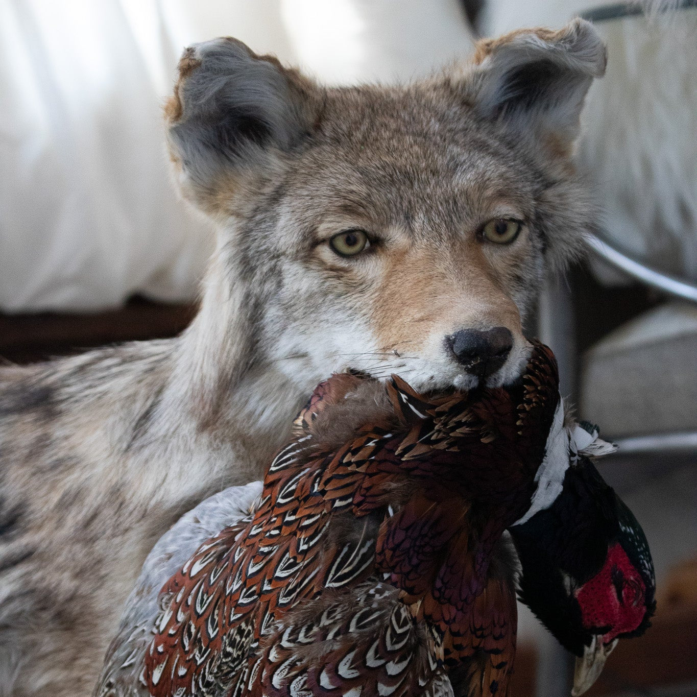 Vintage Full Body Coyote Taxidermy Mount Posed with Pheasant in His Mouth