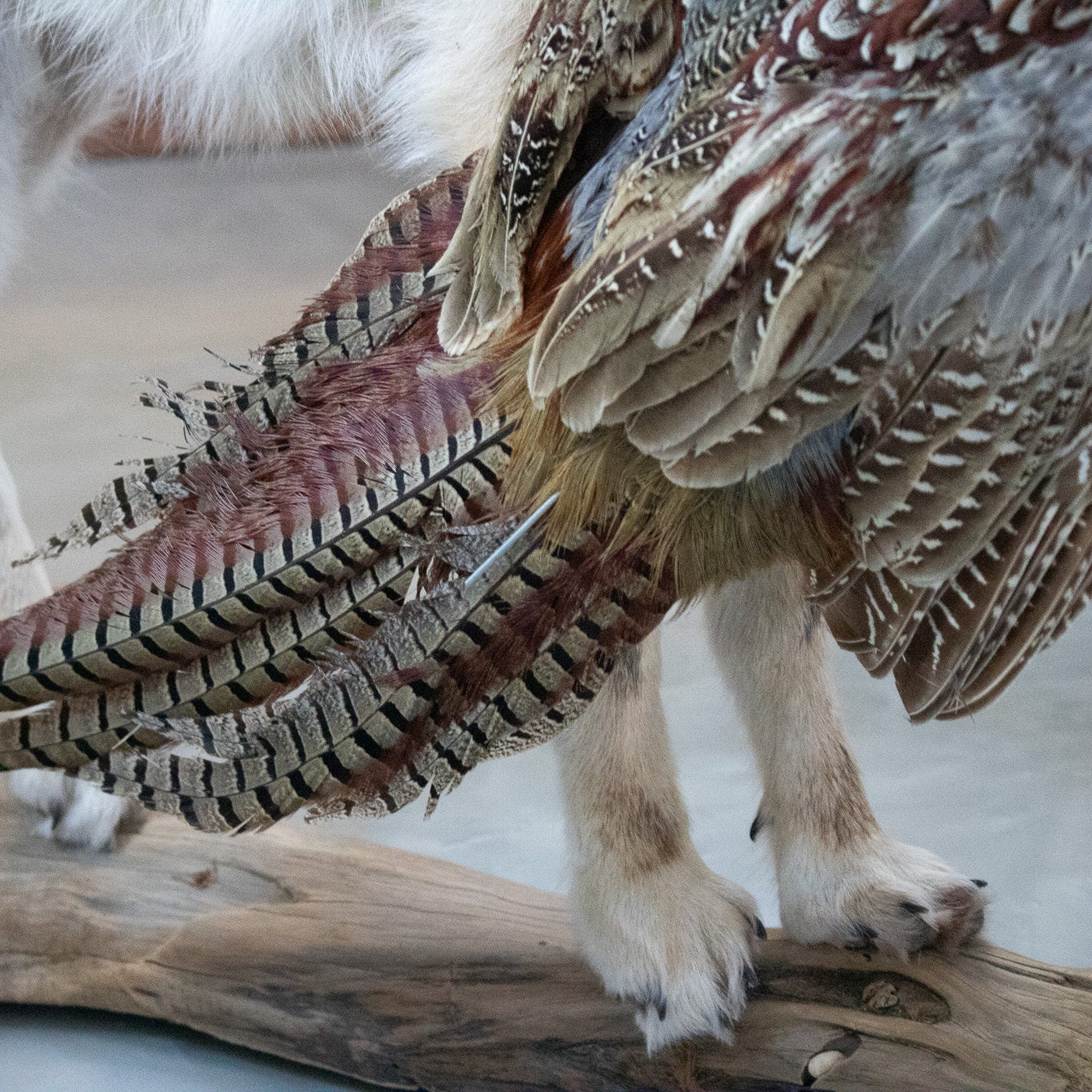 Vintage Full Body Coyote Taxidermy Mount Posed with Pheasant in His Mouth