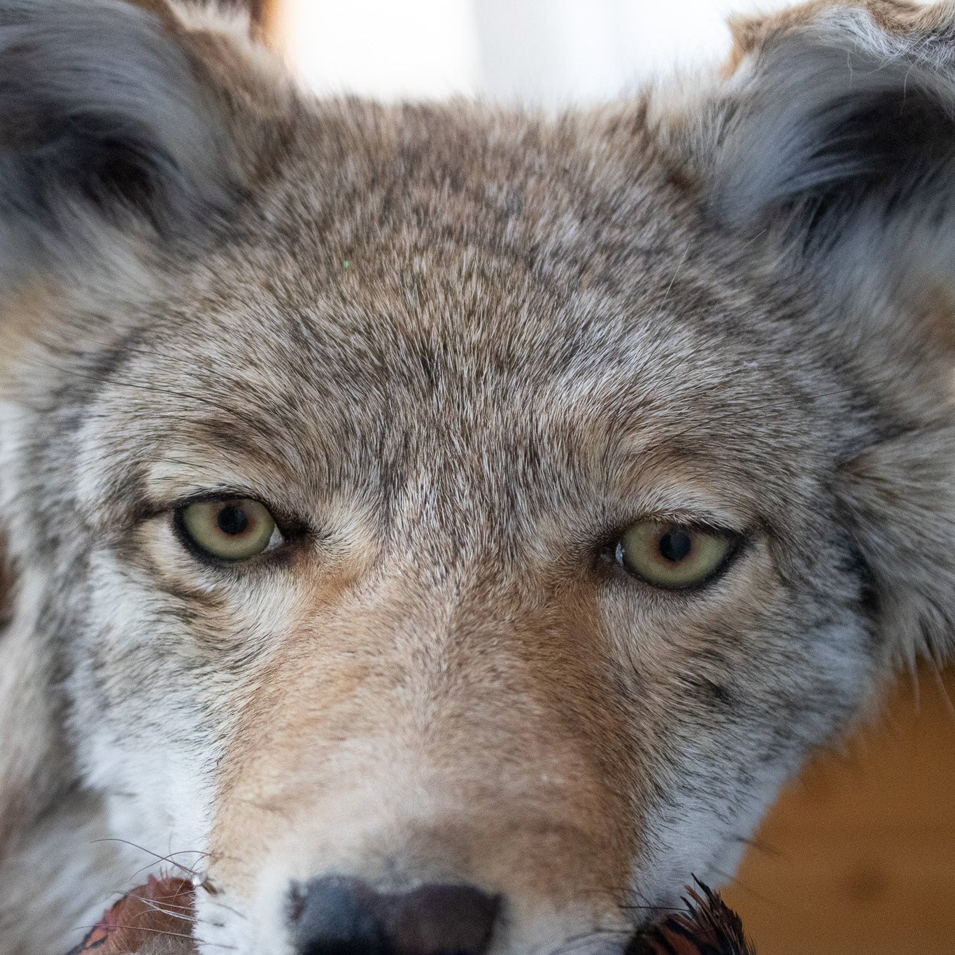 Vintage Full Body Coyote Taxidermy Mount Posed with Pheasant in His Mouth