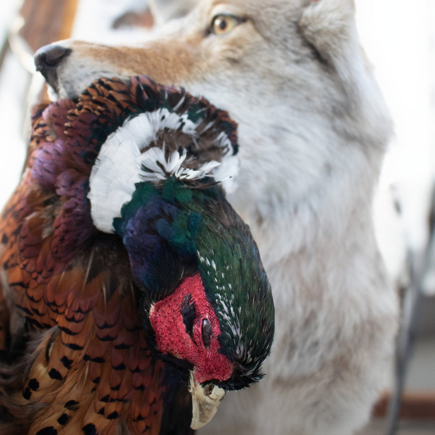 Vintage Full Body Coyote Taxidermy Mount Posed with Pheasant in His Mouth