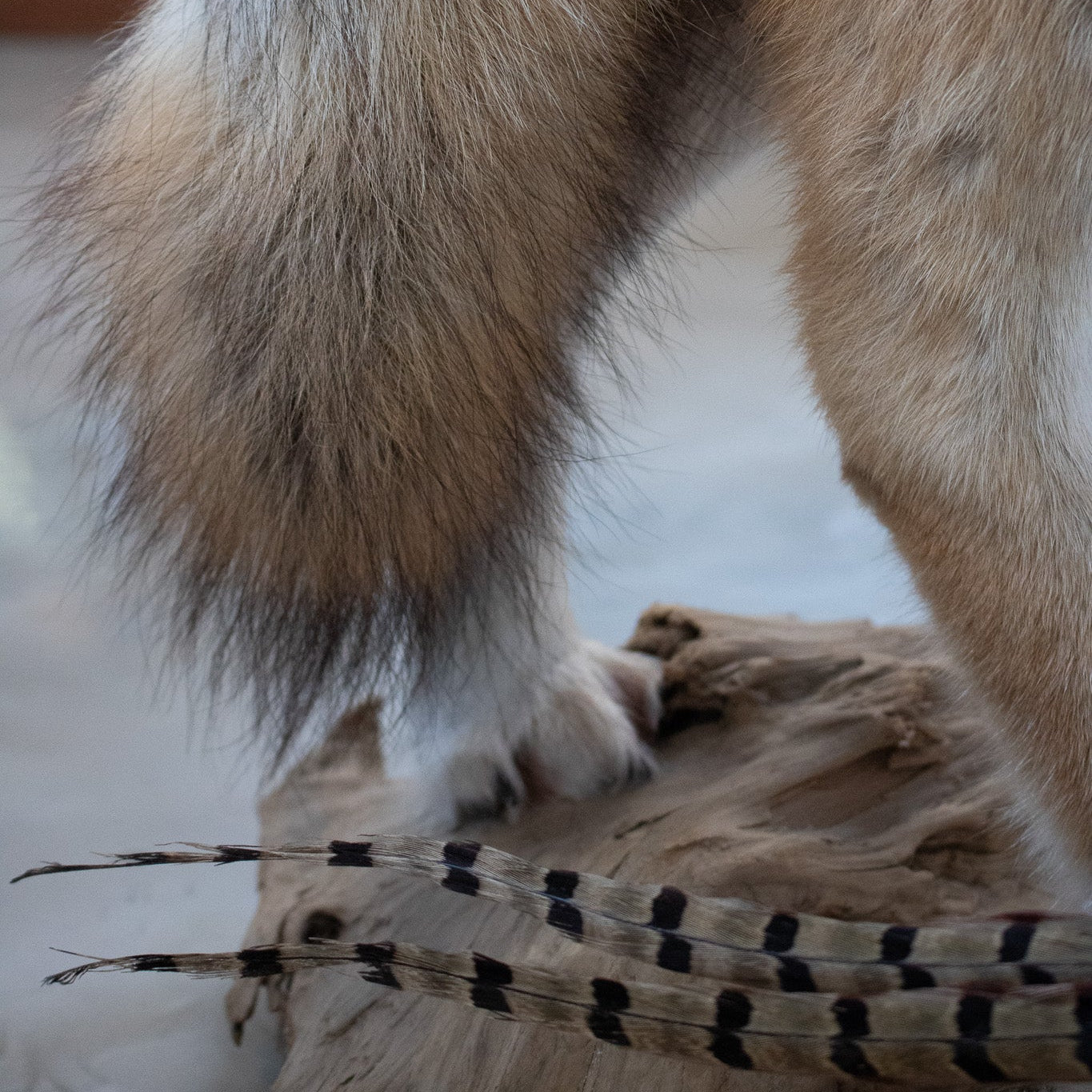 Vintage Full Body Coyote Taxidermy Mount Posed with Pheasant in His Mouth