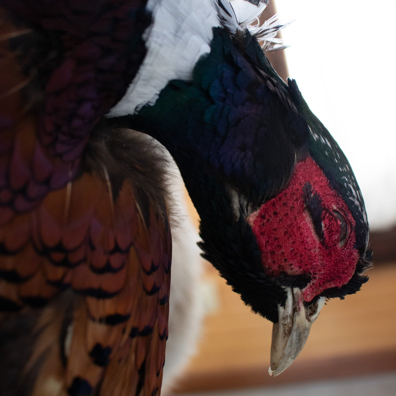 Vintage Full Body Coyote Taxidermy Mount Posed with Pheasant in His Mouth
