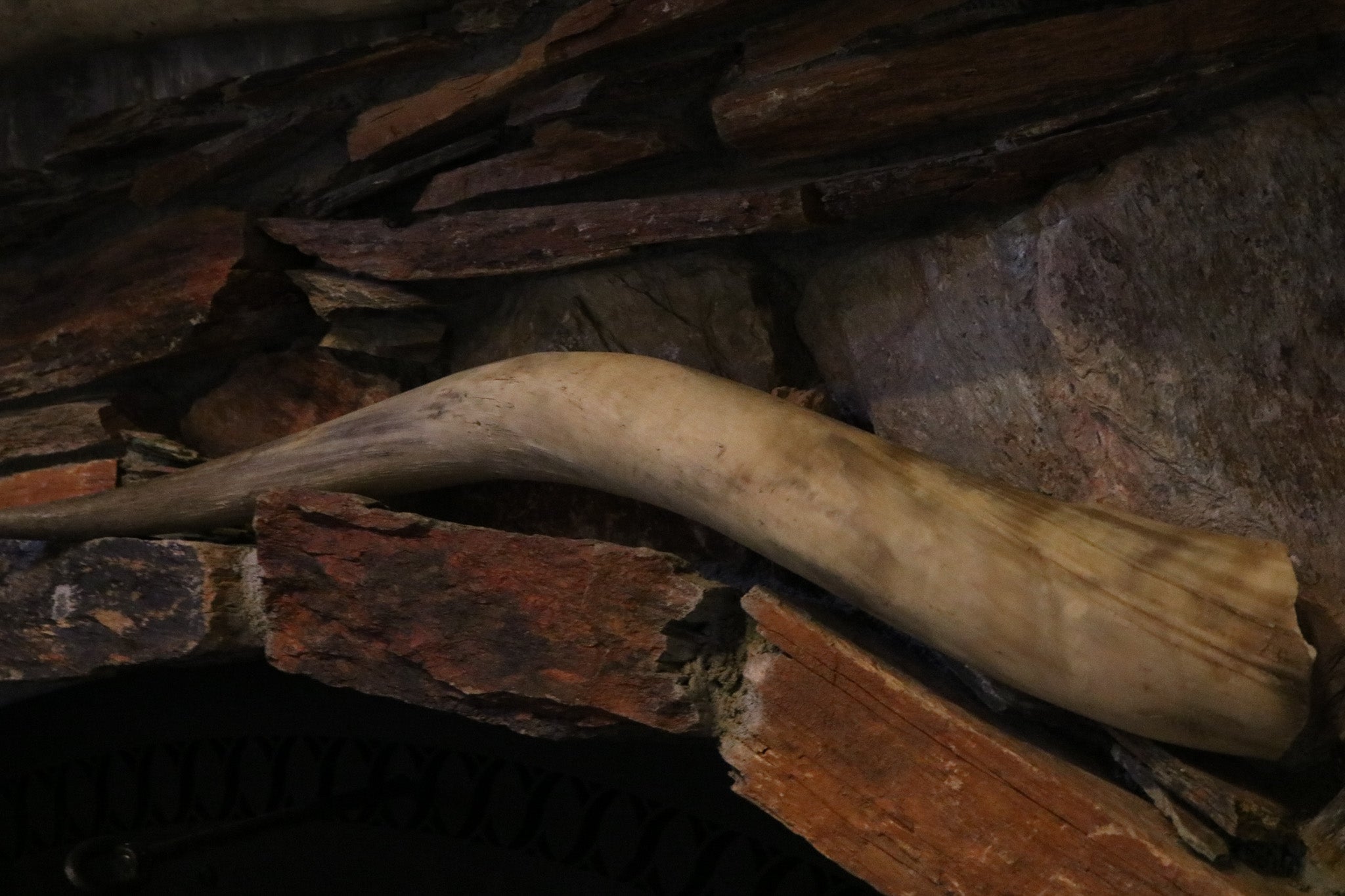 Pair of Authentic Bull Horns