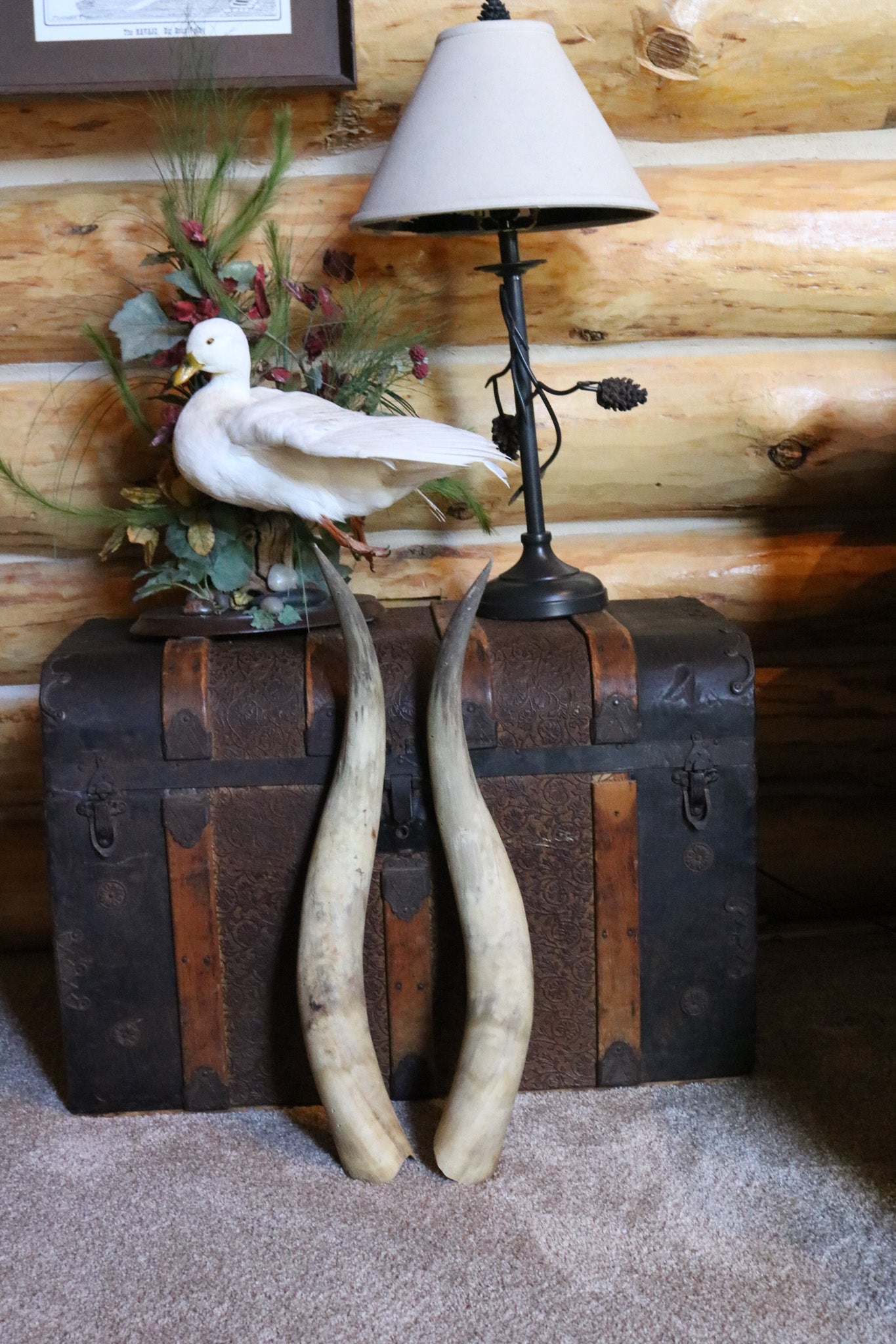Pair of Authentic Bull Horns
