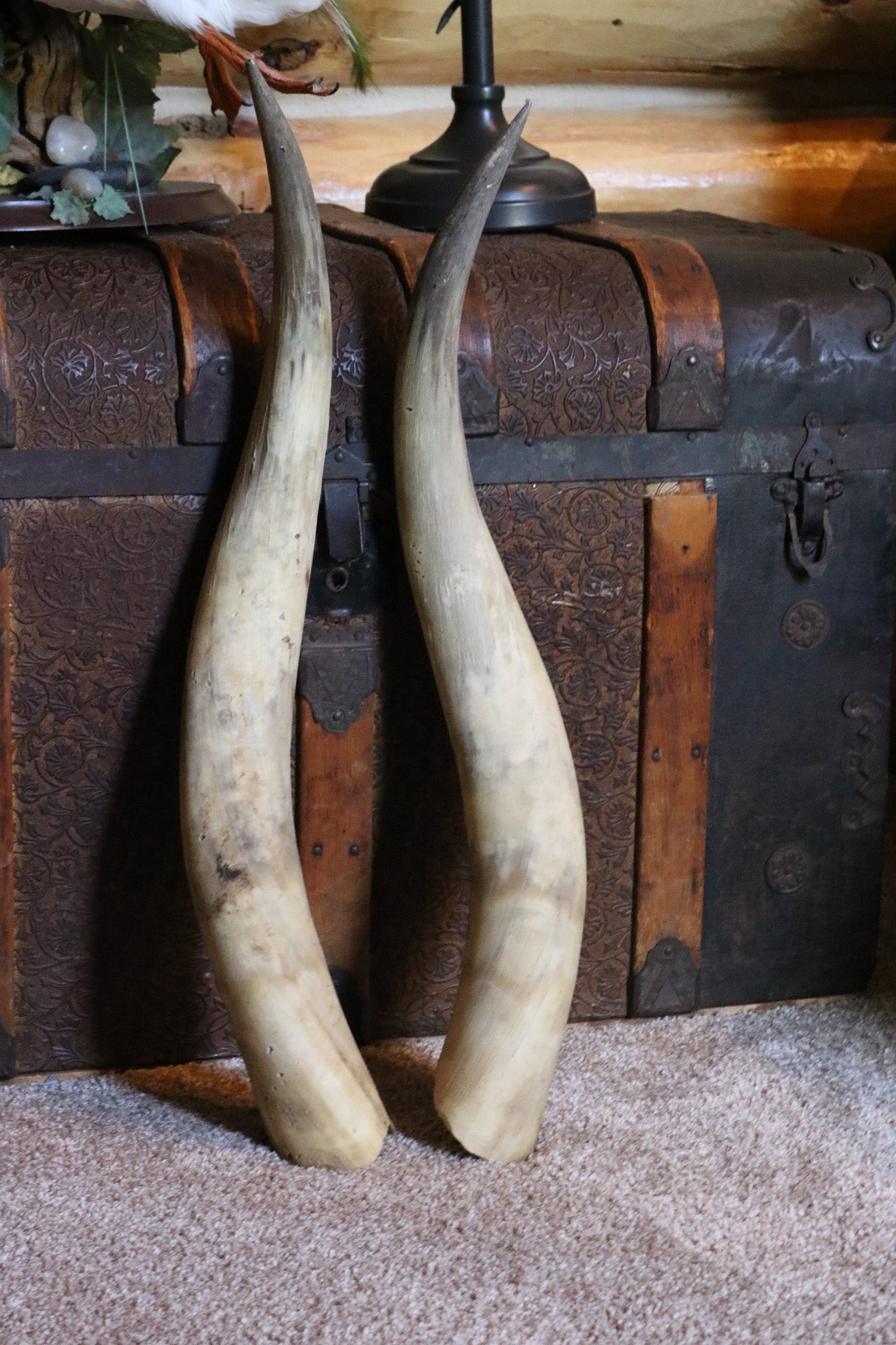 Pair of Authentic Bull Horns