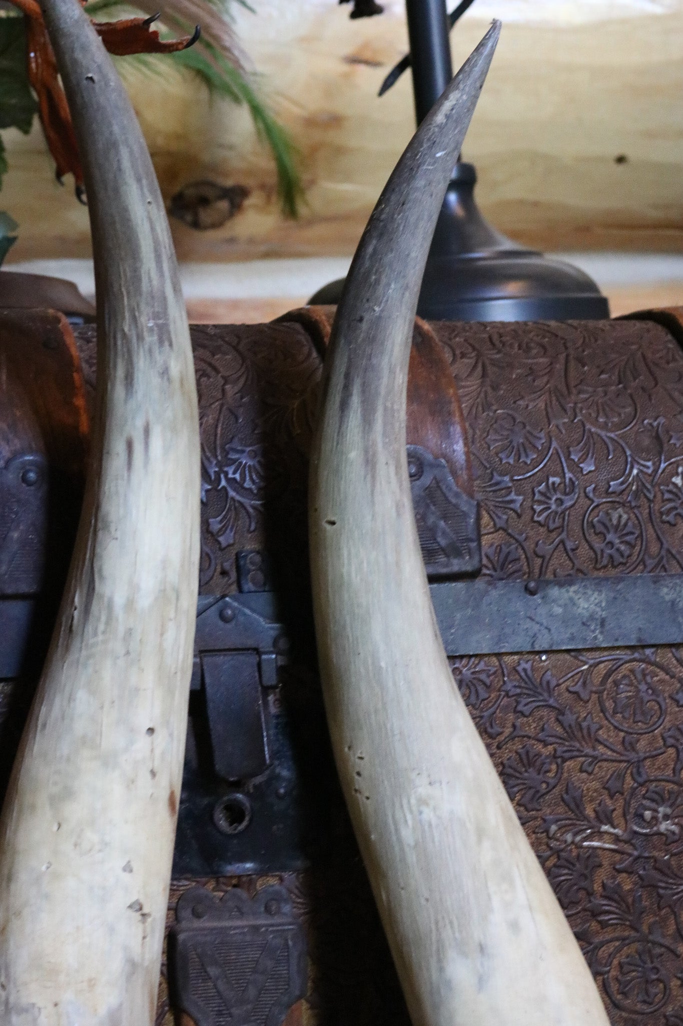 Pair of Authentic Bull Horns