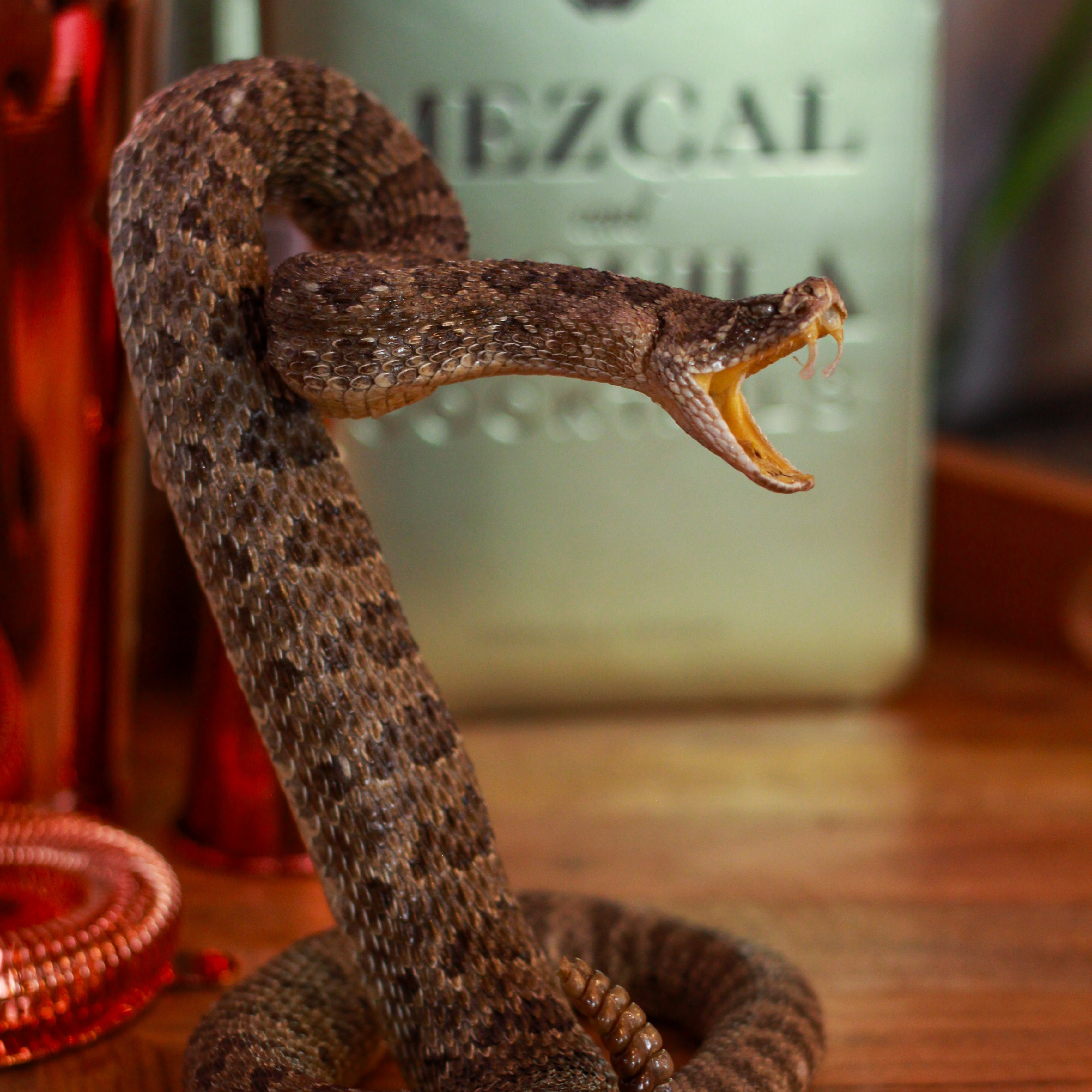 Vintage Small Striker Prairie Rattlesnake