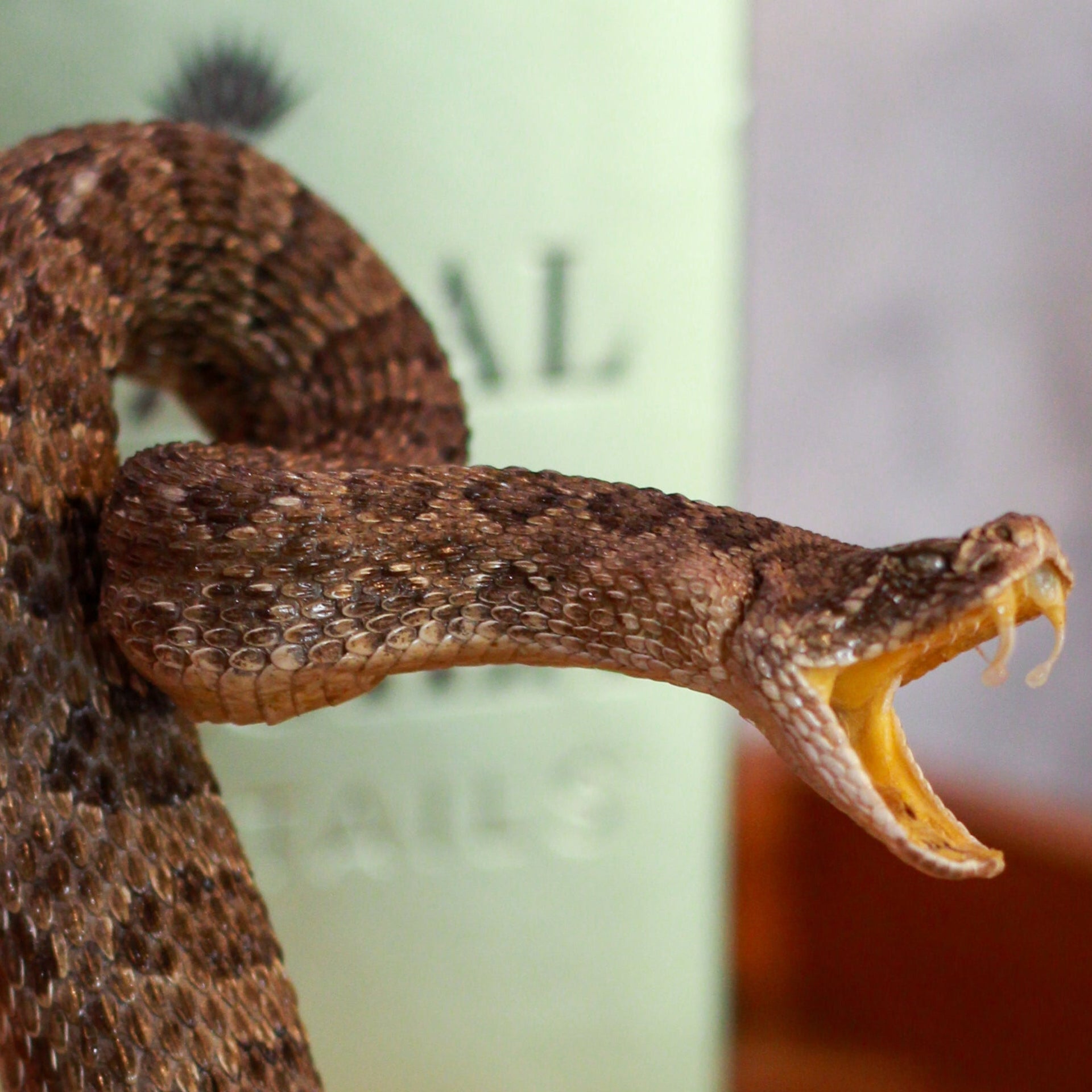Vintage Small Striker Prairie Rattlesnake