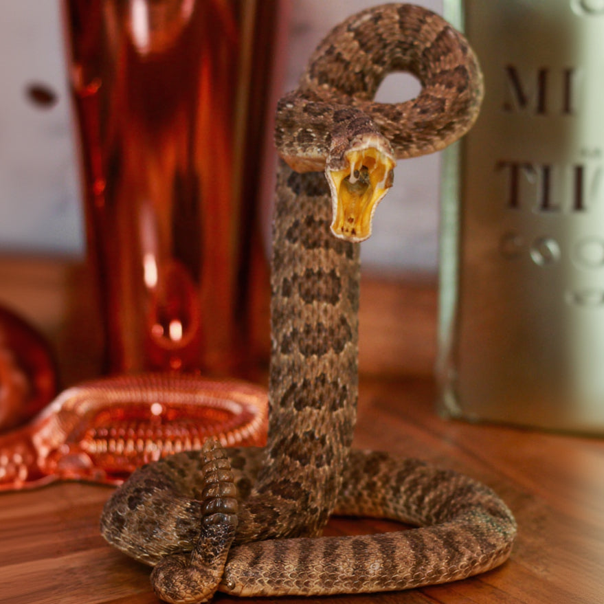 Vintage Small Striker Prairie Rattlesnake