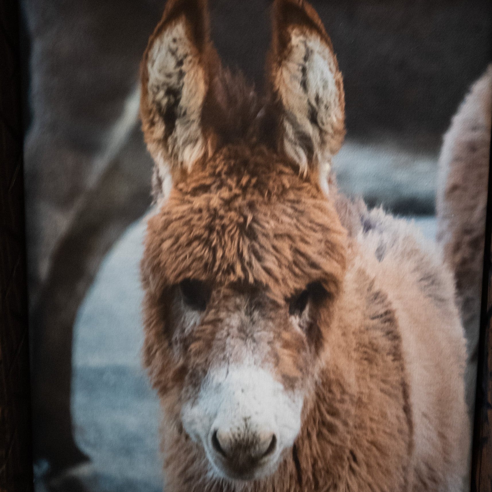 Original Framed Photo of a Young Burro in Big Bear California