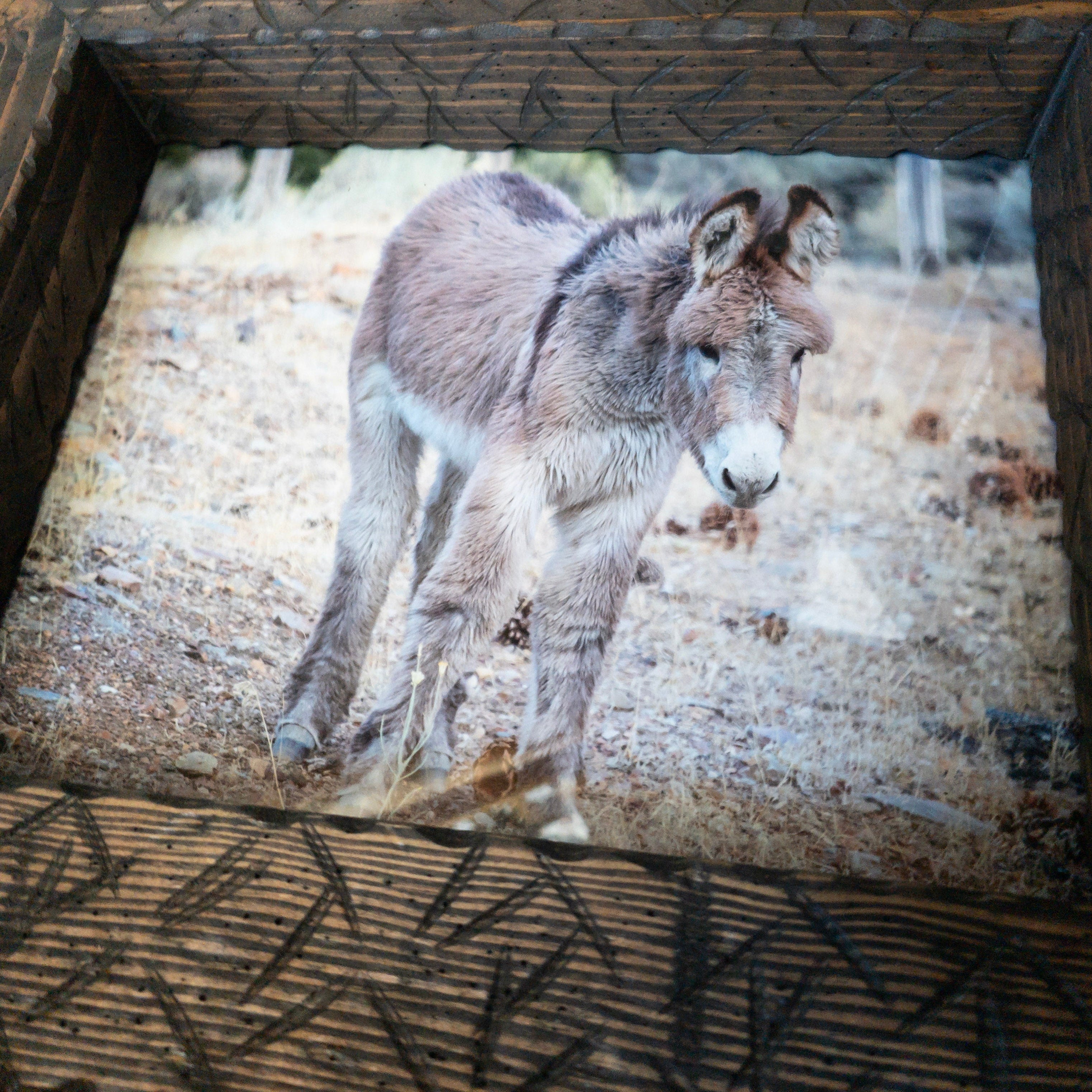 Original Framed Photo of a Burro in Big Bear California