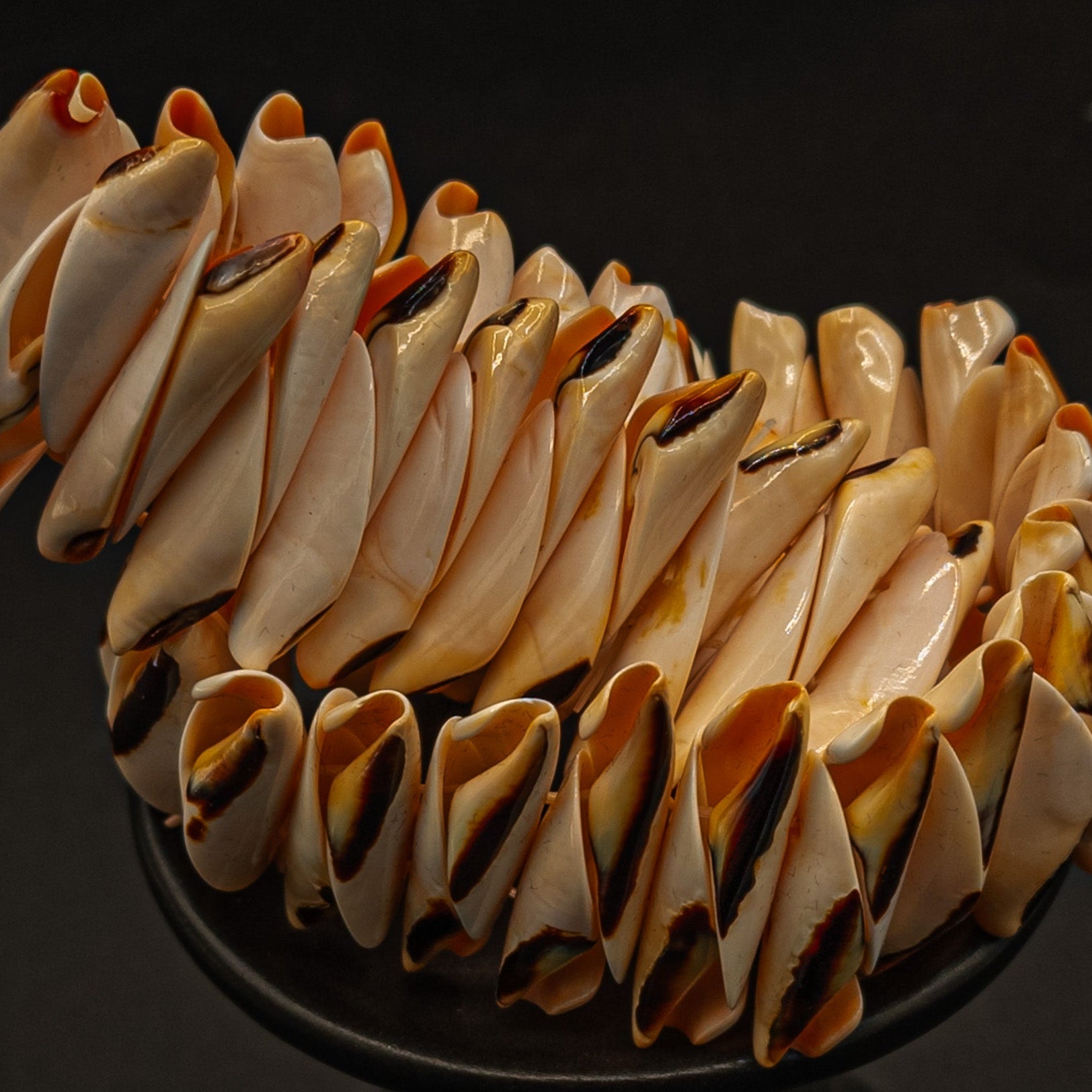 Conch Shell Stretch Bracelet