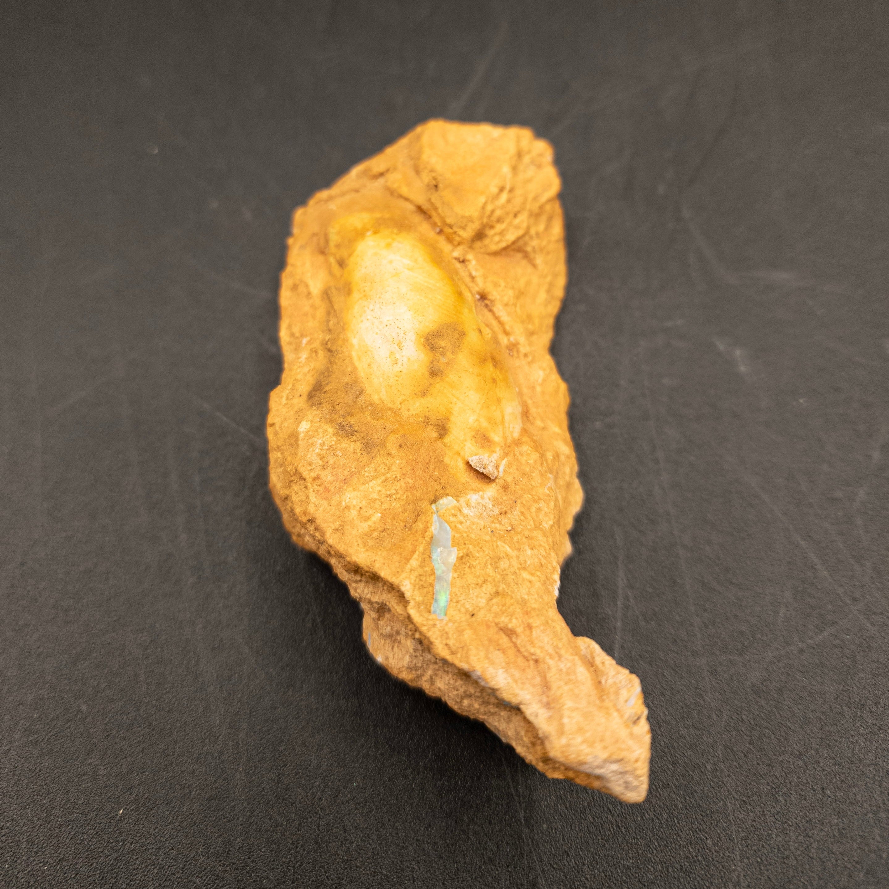 Ancient Clam Shell Fossil