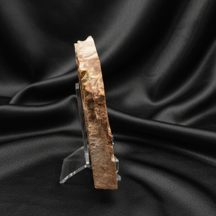 Unique Petrified Wood Slab