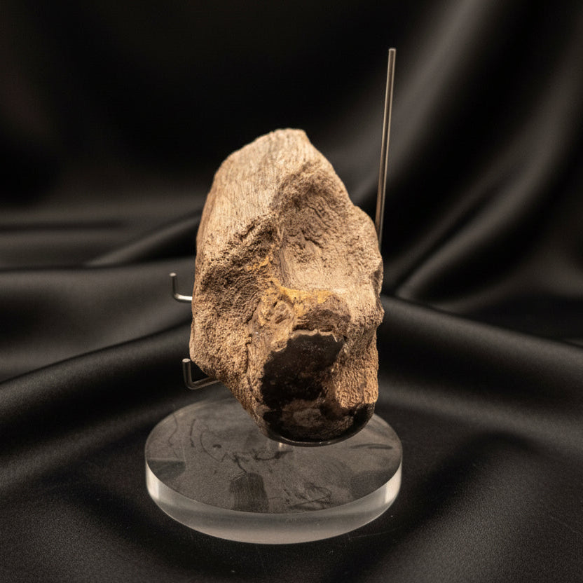 Unique Petrified Wood