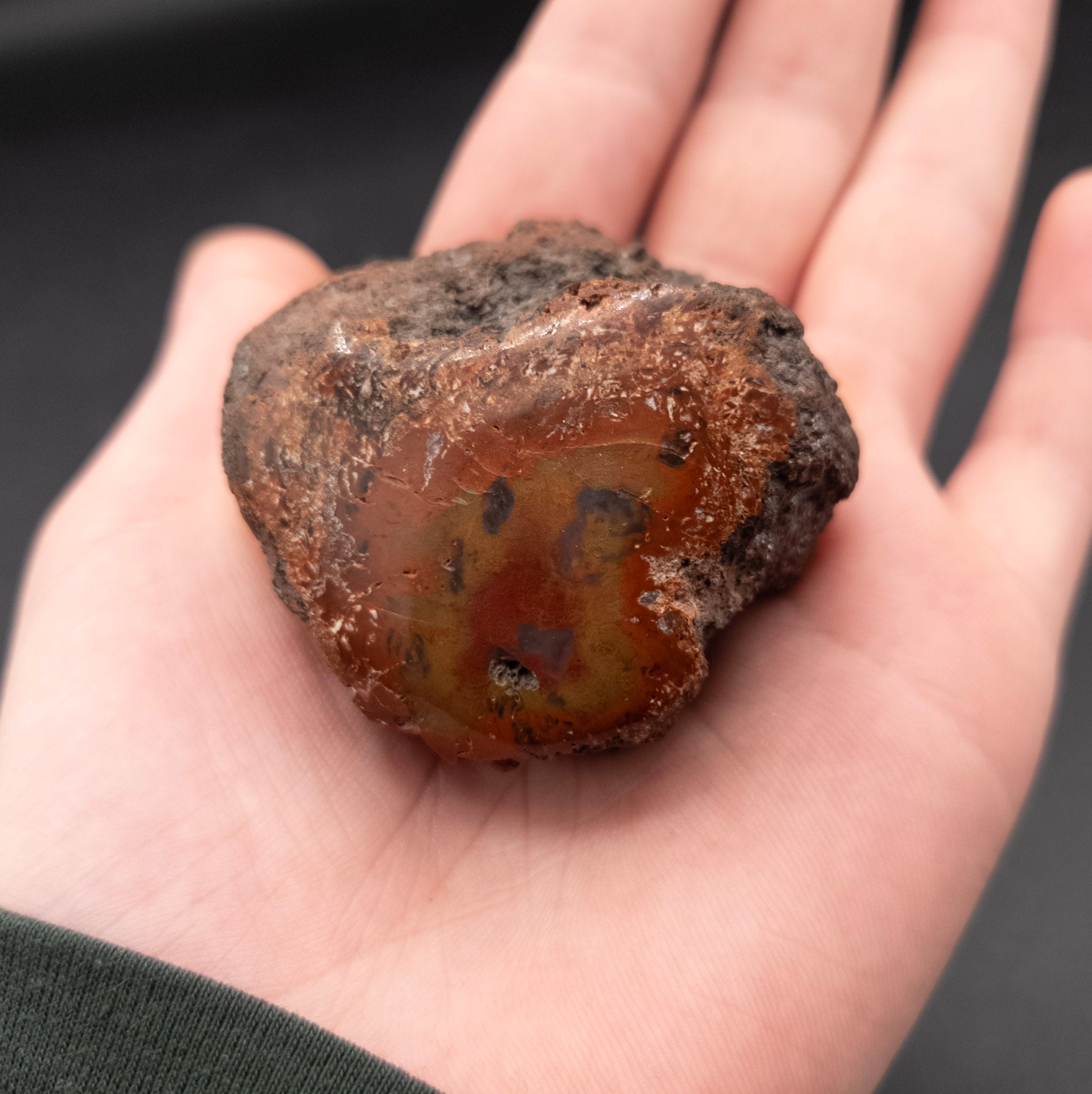 Amazing Petrified Wood Fossil from Arizona