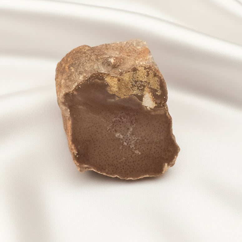 Amazing Fossilized Coral from Geogia