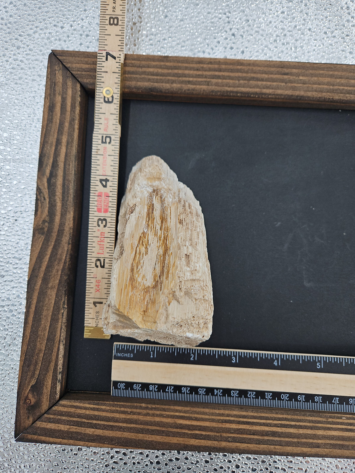 Genuine Petrified Wood Fossil