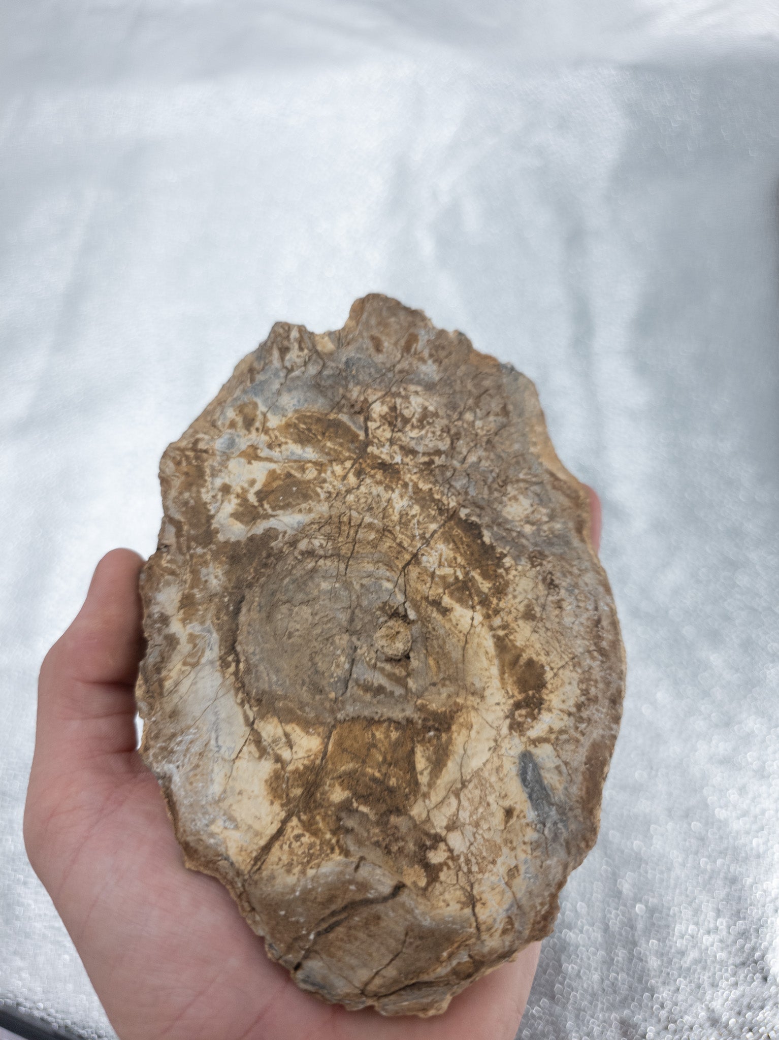 Fossilized Oyster Shell - 6.5 in, Europe