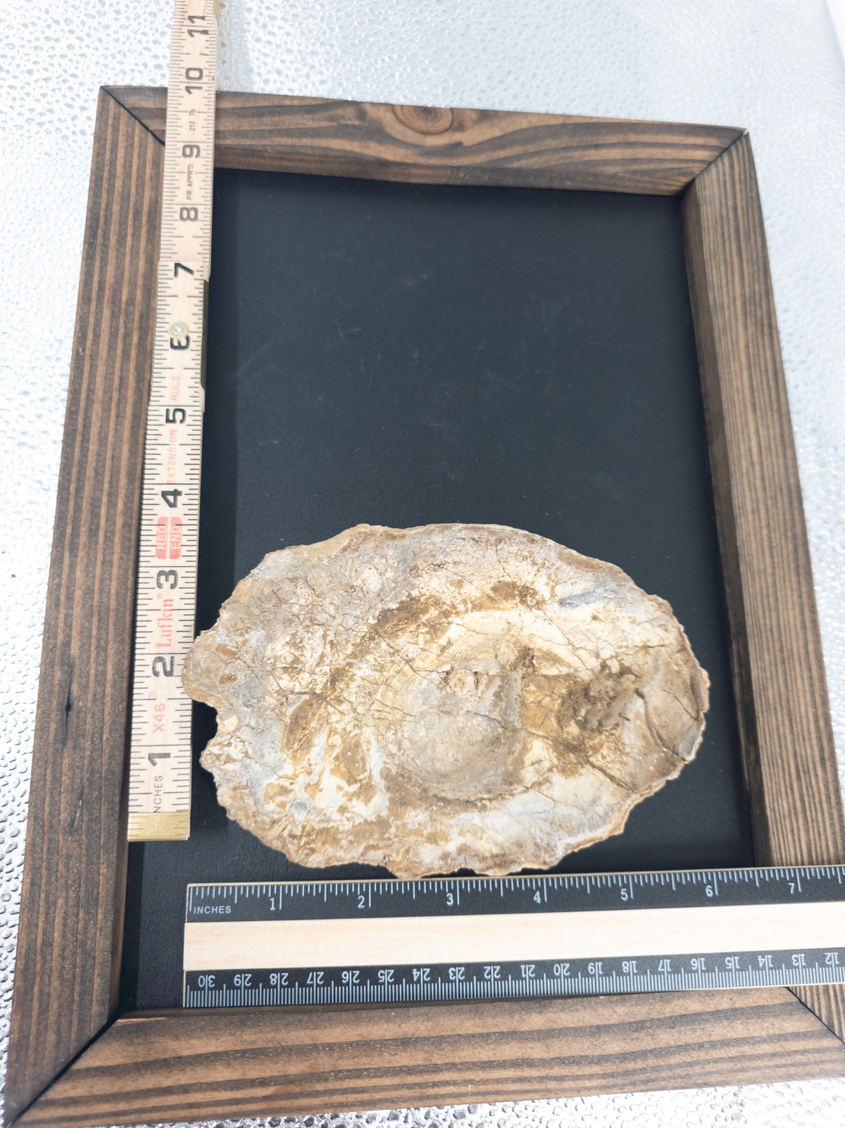 Fossilized Oyster Shell - 6.5 in, Europe