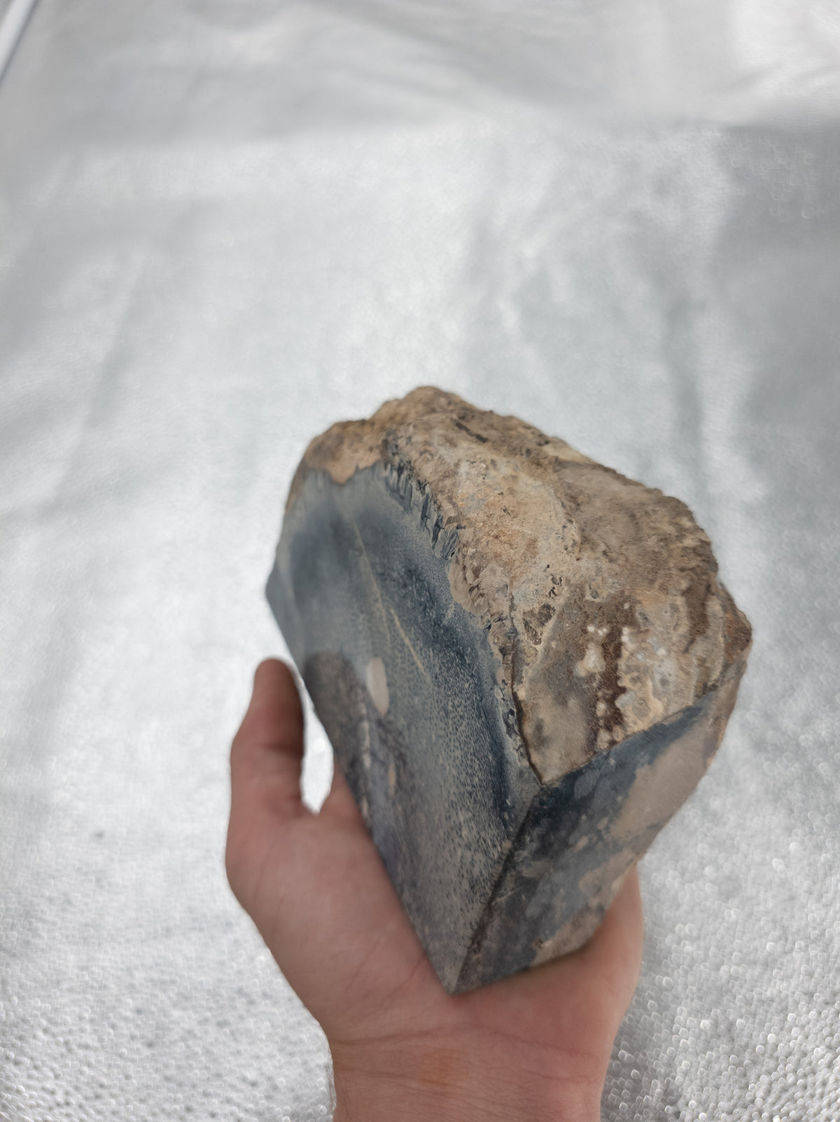 Fossilized Blue Coral - 6.2 in, Florida