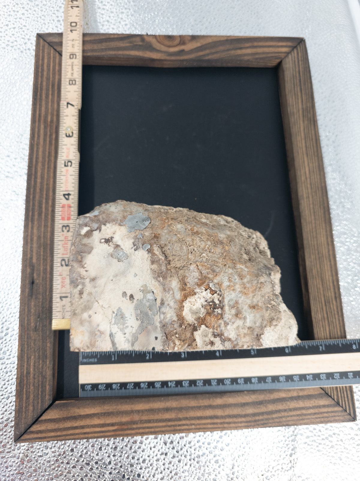 Fossilized Blue Coral - 6.2 in, Florida