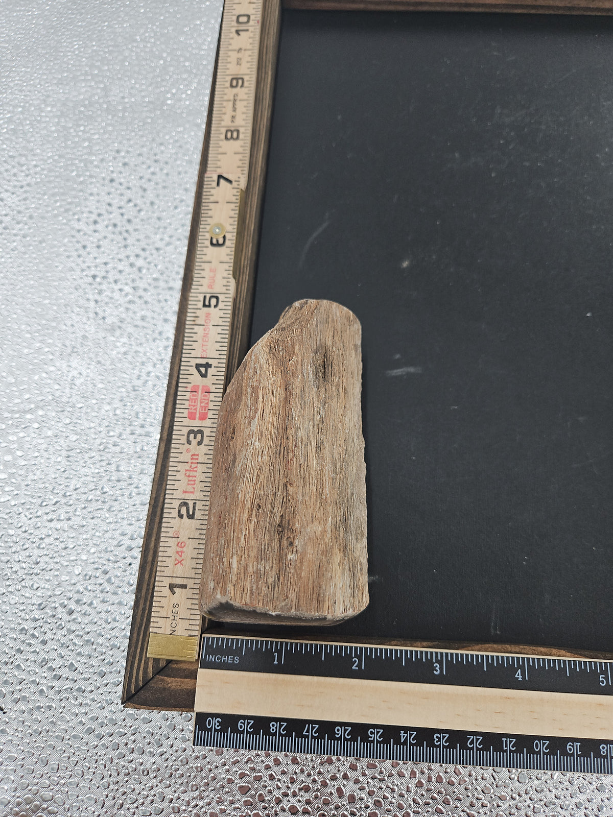 Unique Petrified Wood - 5 x 2.5 in