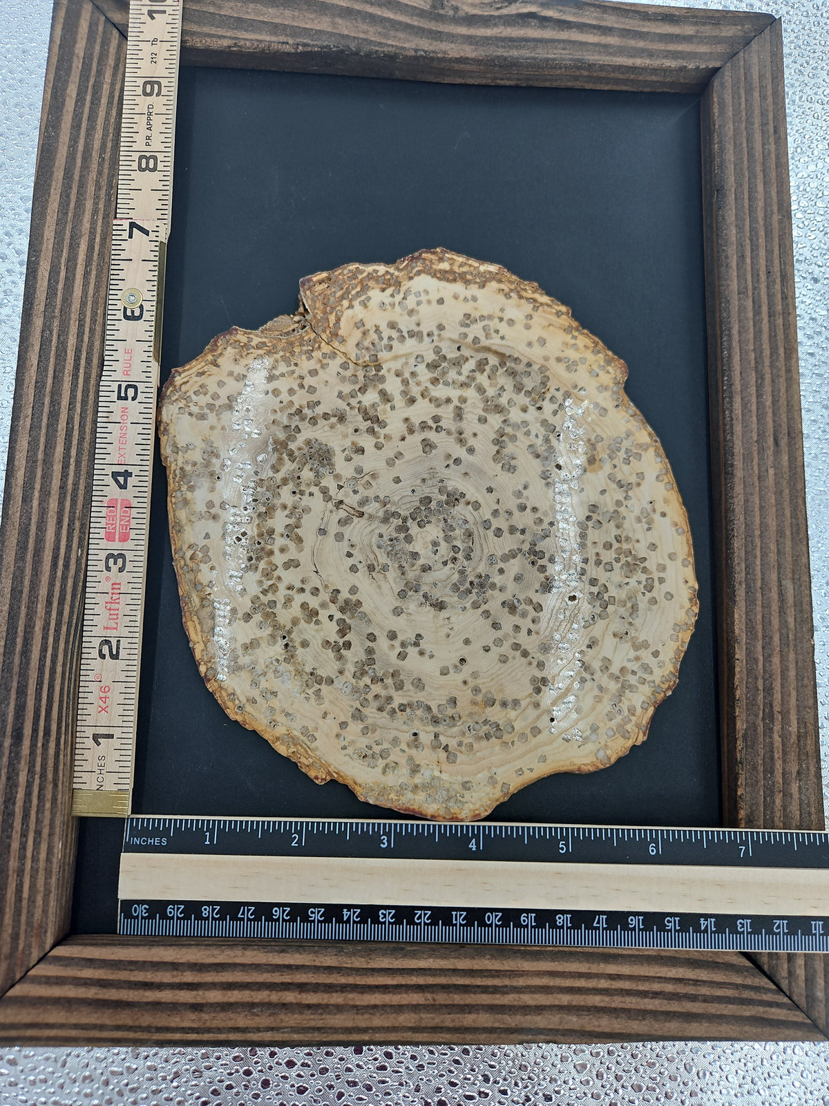 Speckled Petrified Wood Slab from Utah - 7 in