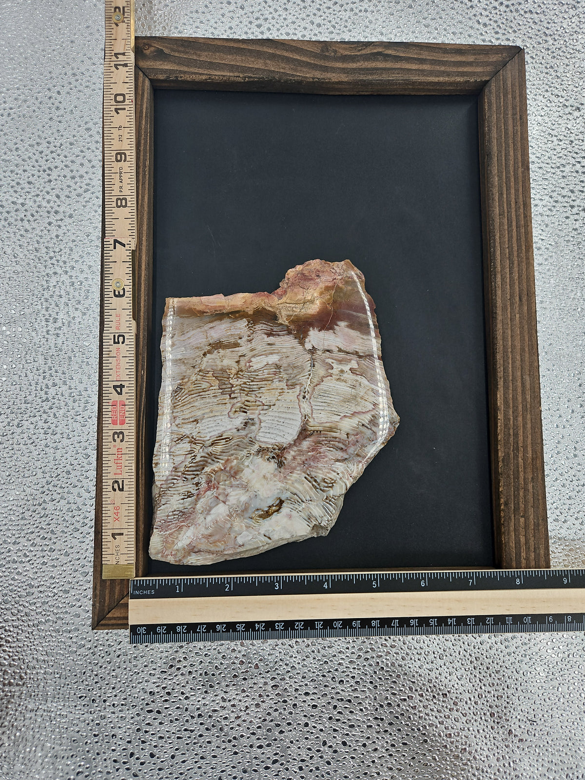 Petrified Wood Slab from New Mexico - 6 in
