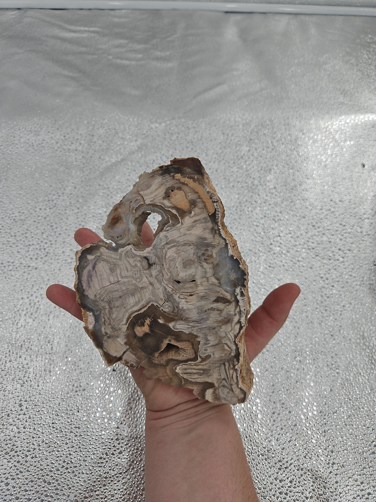 Striking Natural Petrified Wood