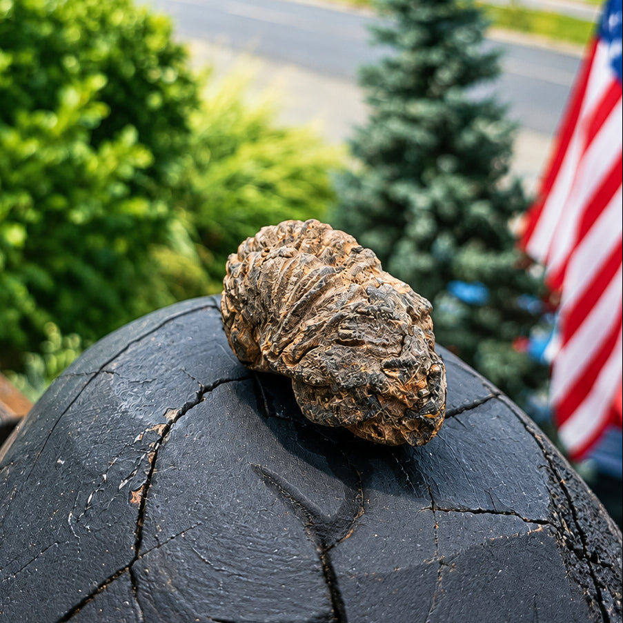 Small Fossilized Shell Specimen