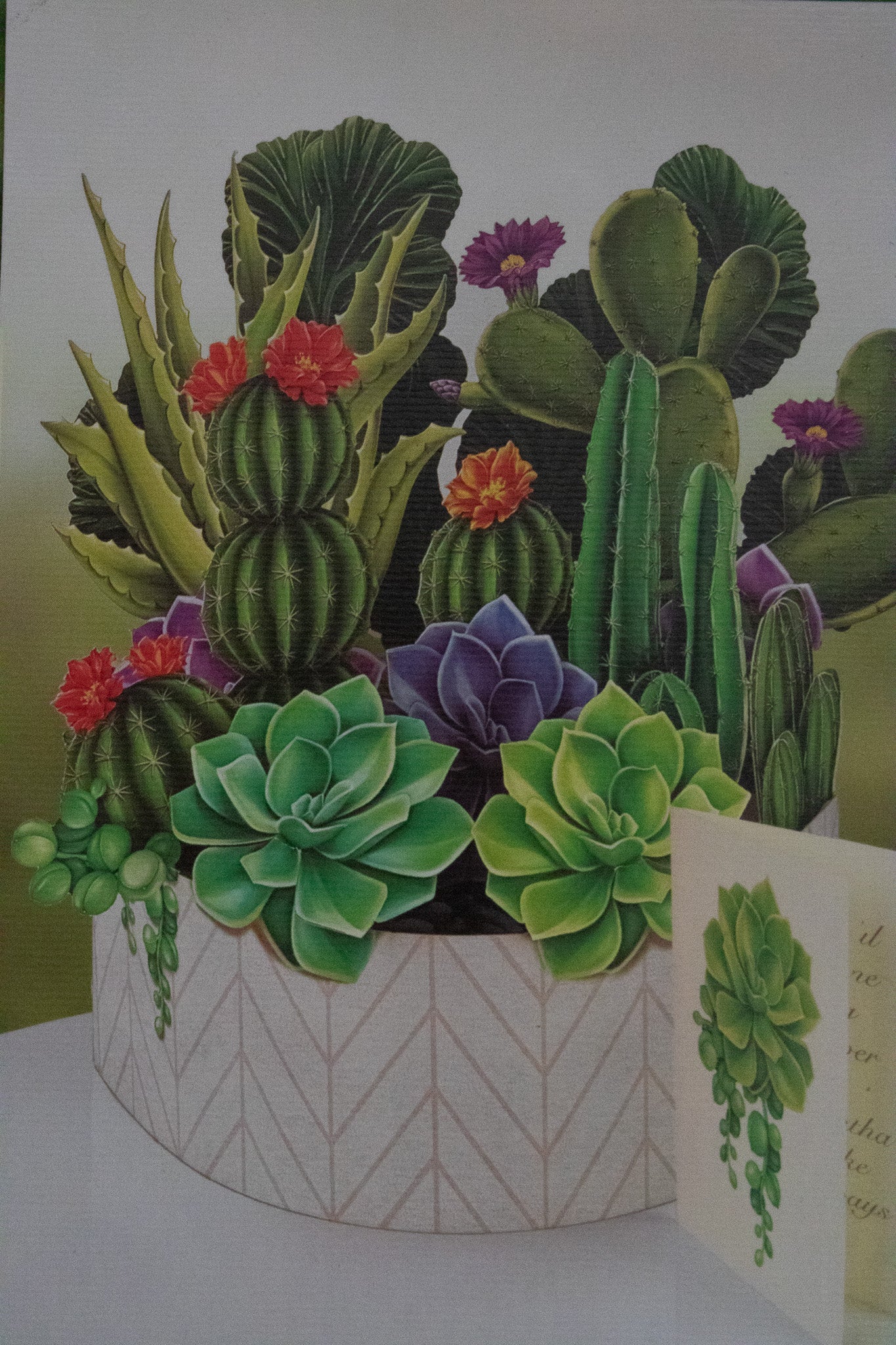 Life-Sized Paper Cactus Garden Pop-Up Botanical Creations
