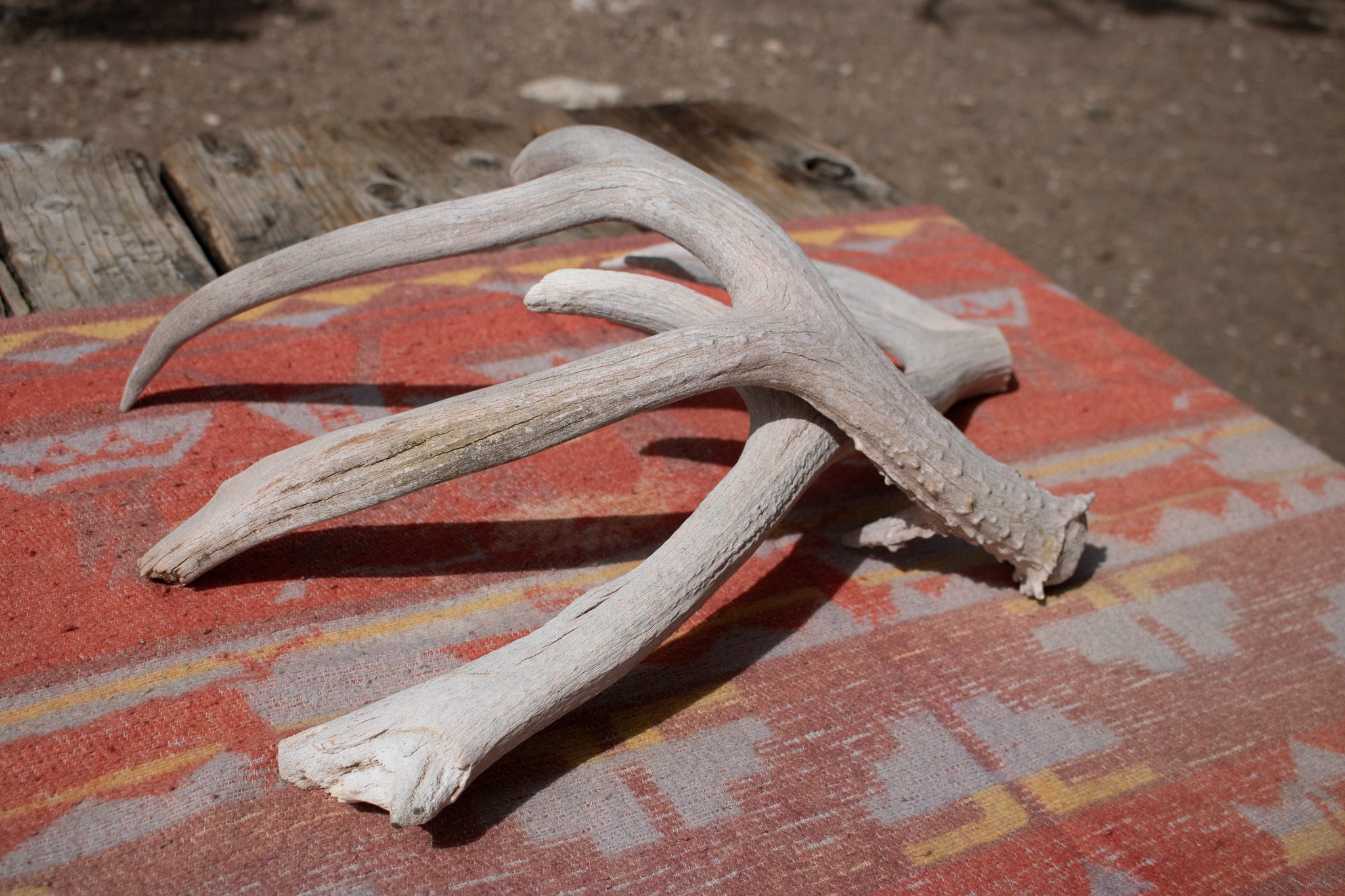 Weathered Fallen Deer Naturally Shed Deer Antlers
