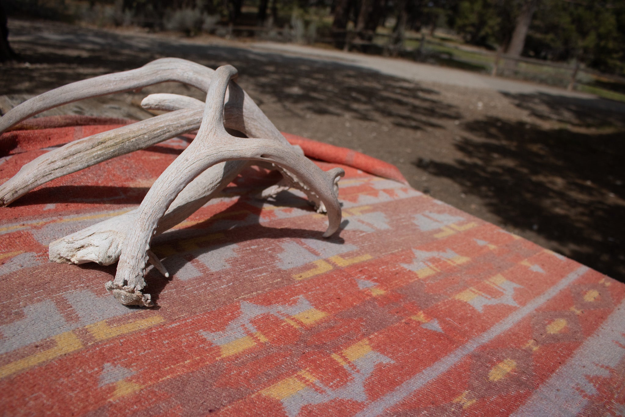 Weathered Fallen Deer Naturally Shed Deer Antlers