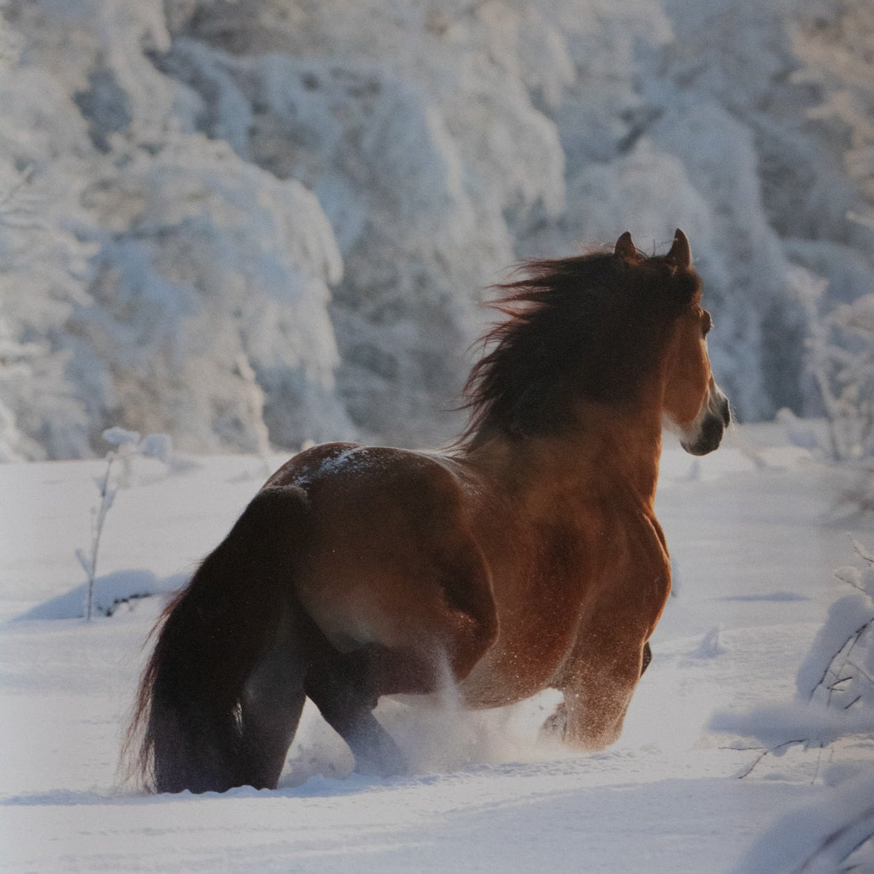 Framed Running Horse Snow Artwork – Rustic Winter Horse Wall Art White Wood Frame 20x24