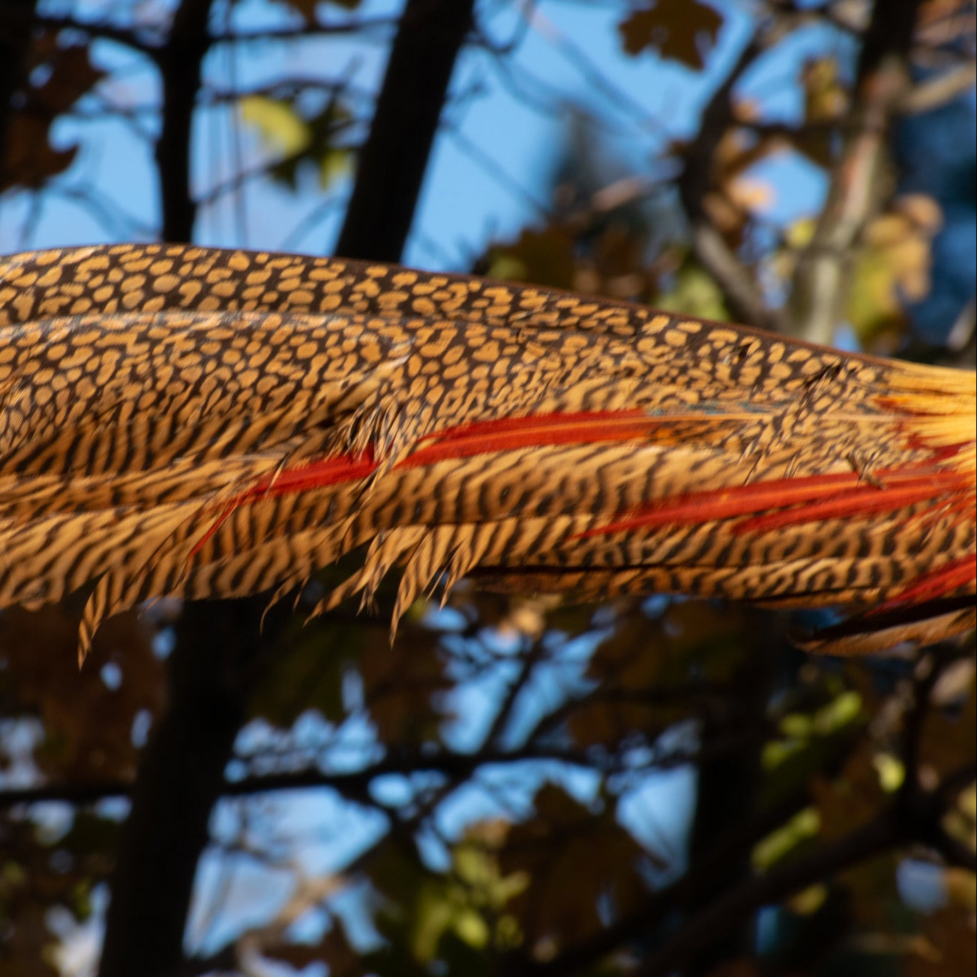 Vintage Red Golden Pheasant Taxidermy Mount Exotic Bird Lodge Decor